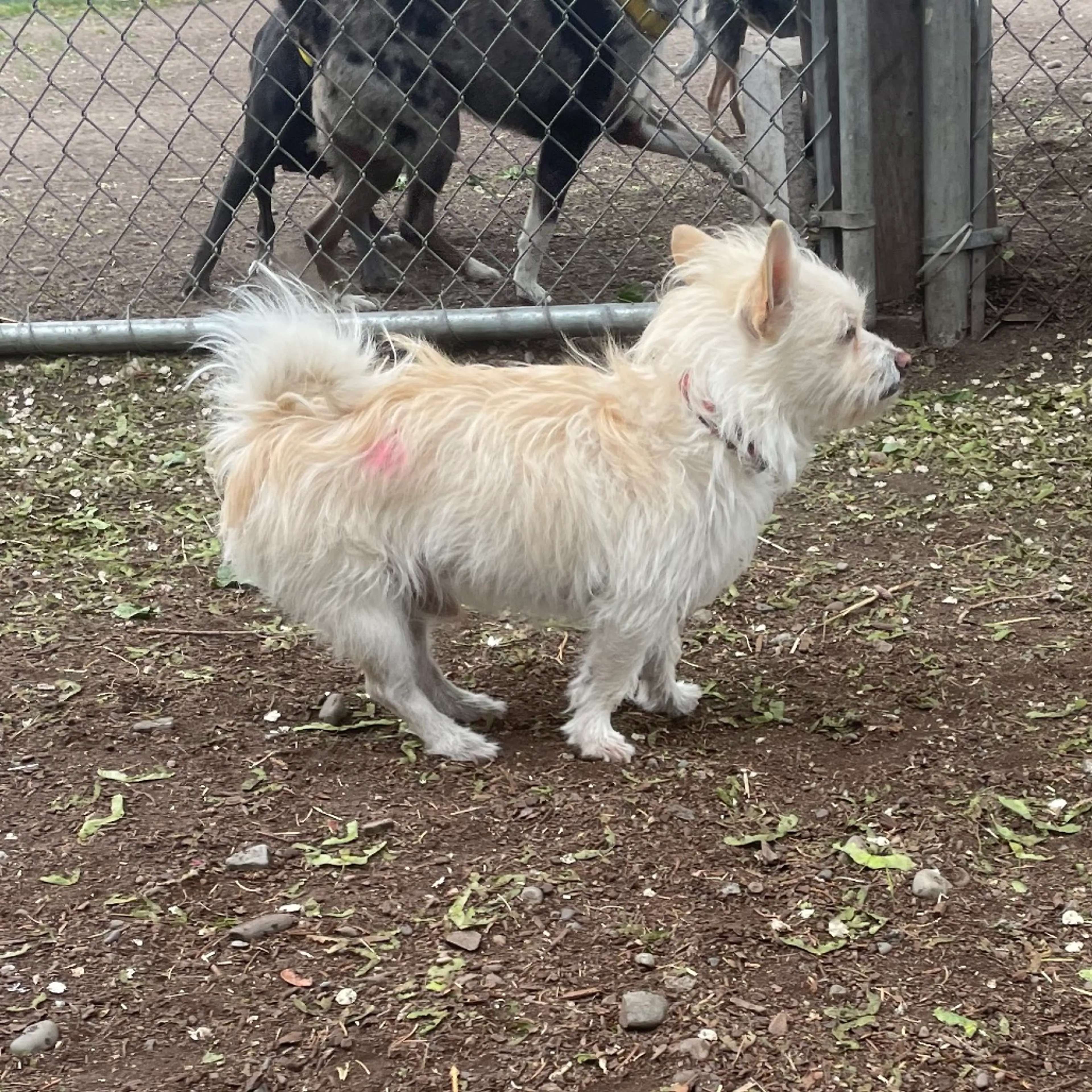Found pet-2