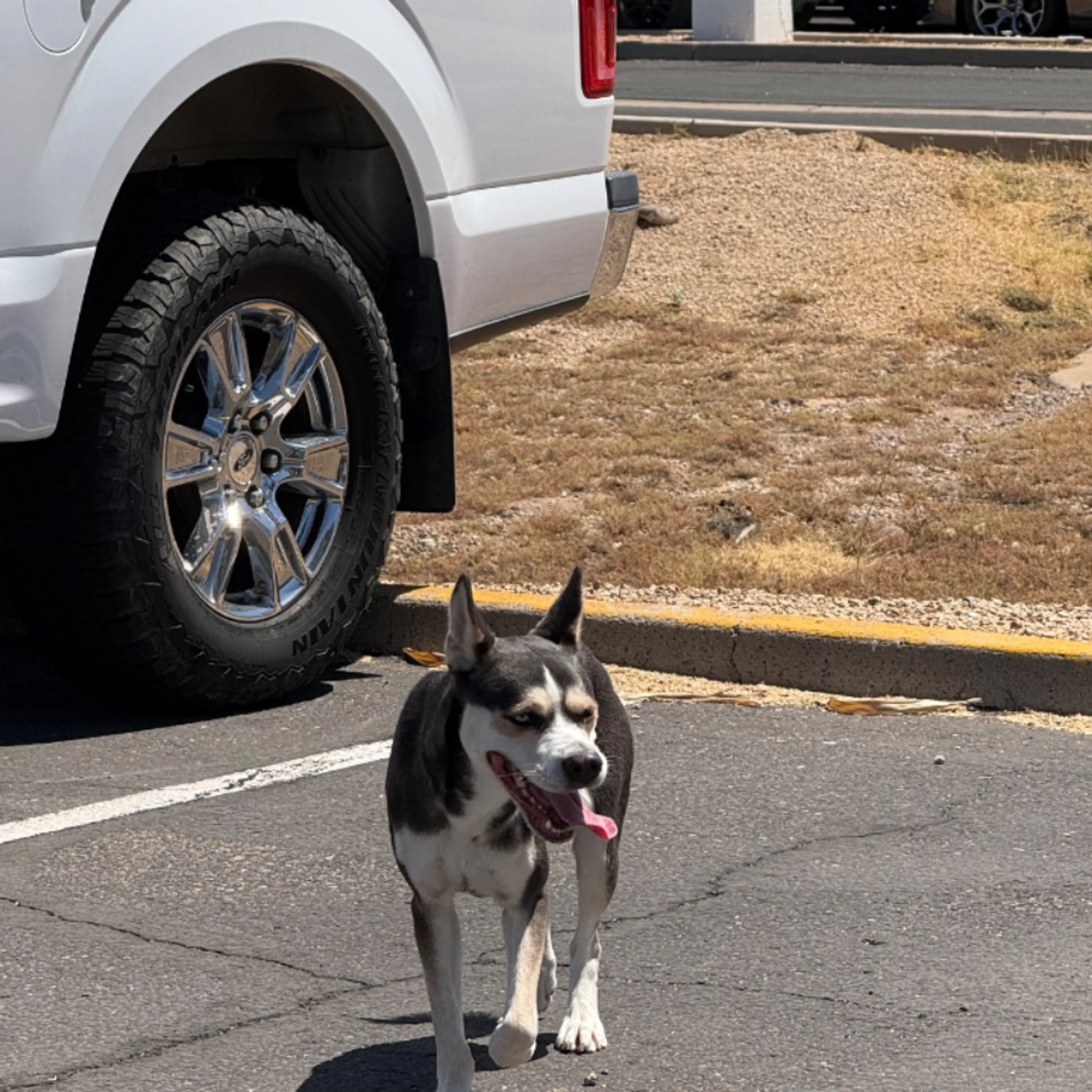 Found pet