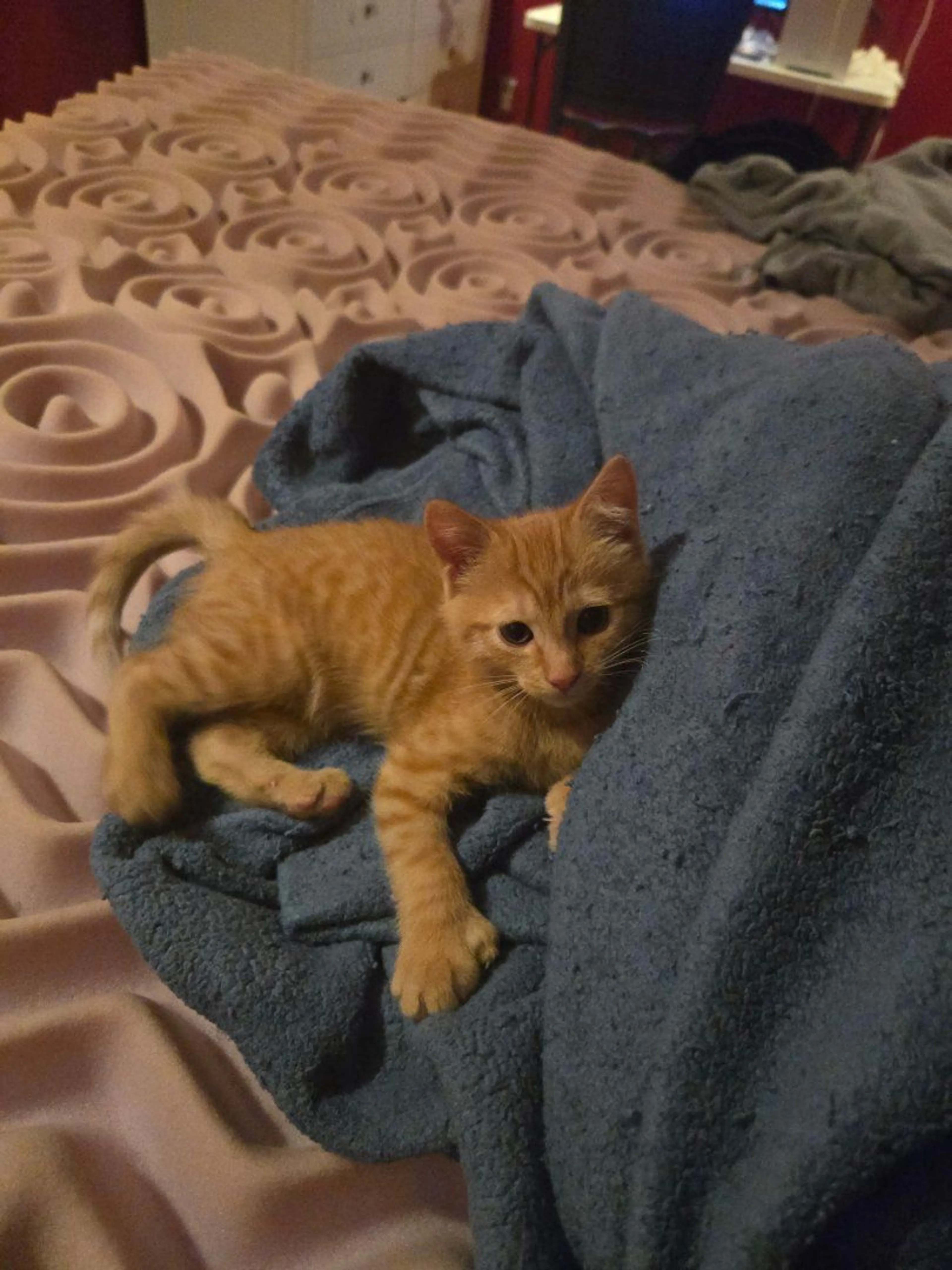 Lost pet-0