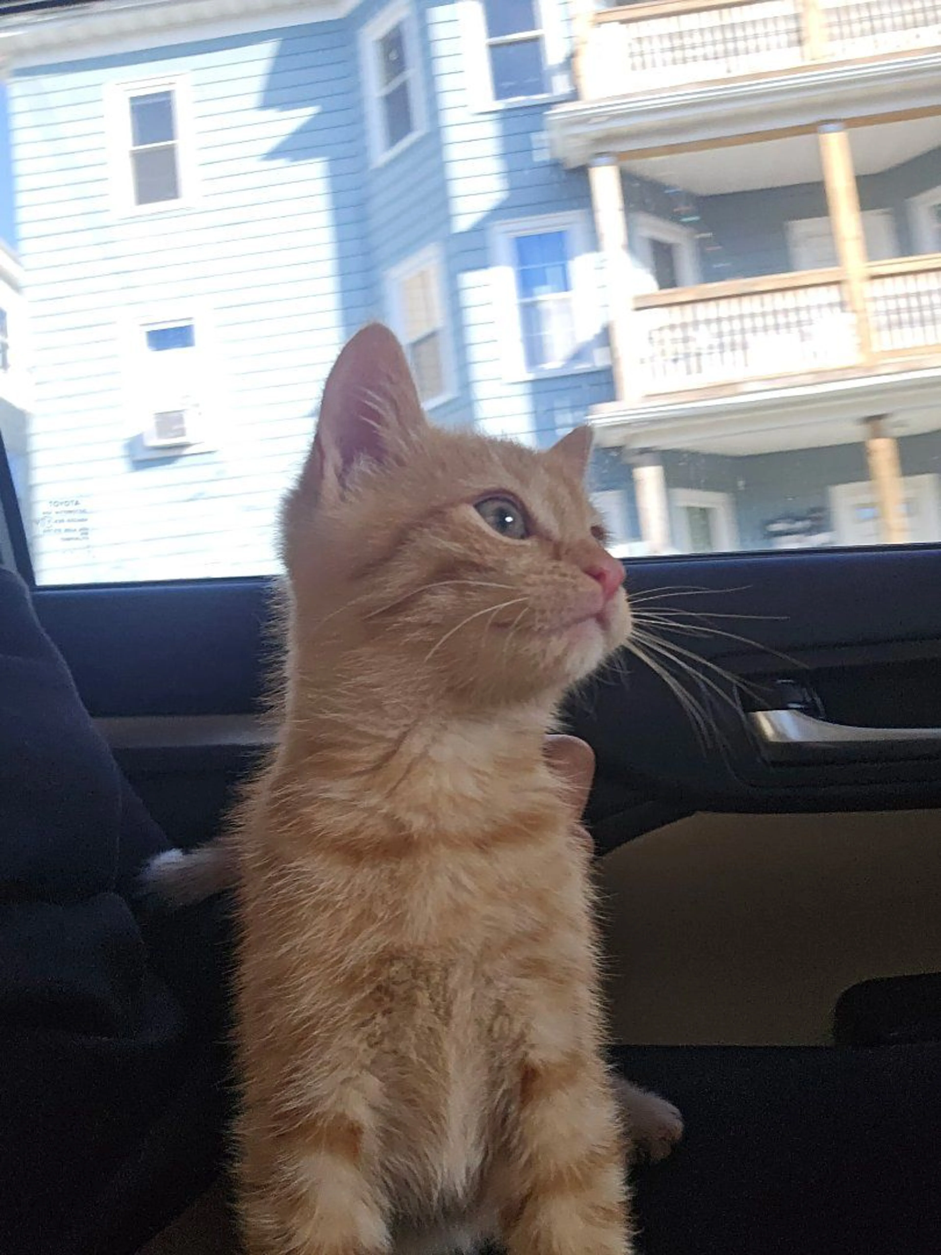 Lost pet-1