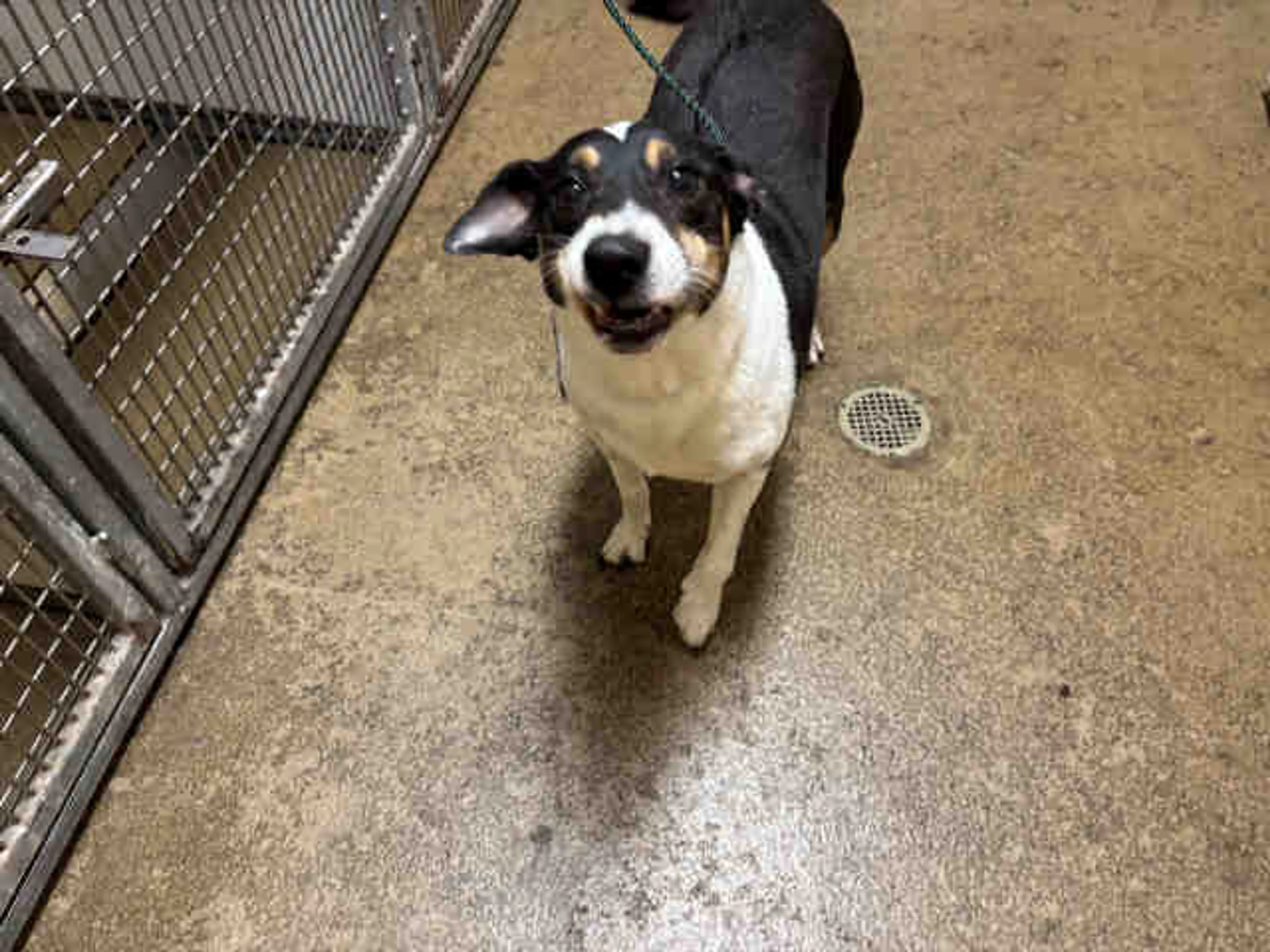 Found pet