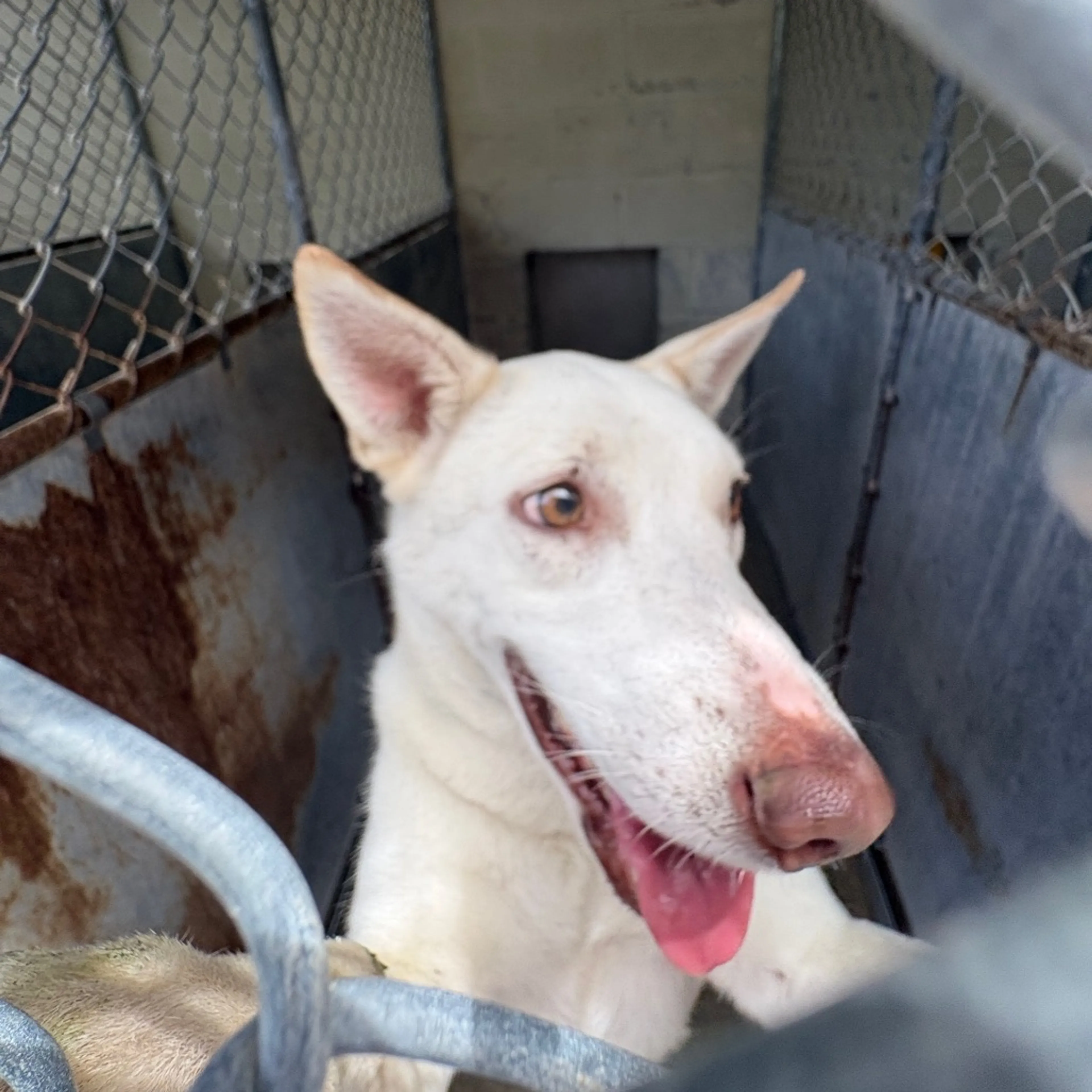 Found pet