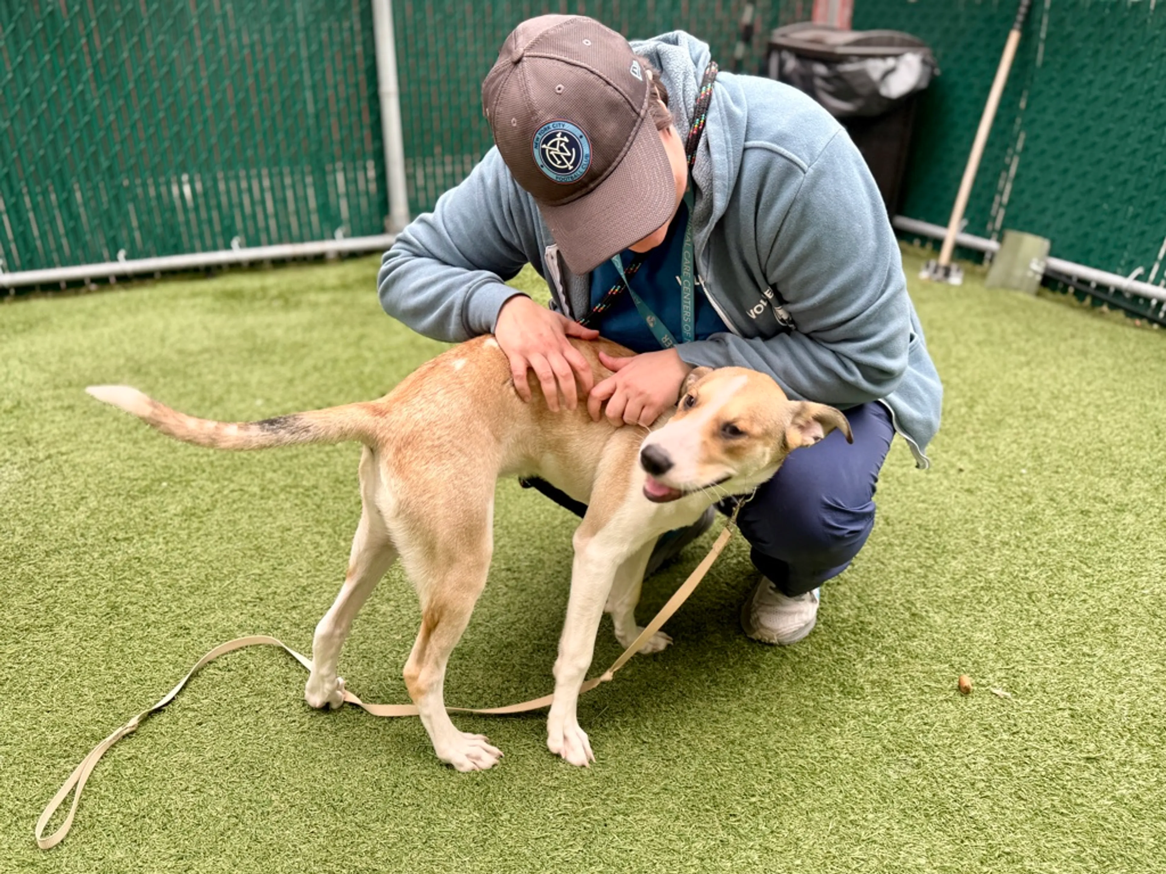 Found pet-2