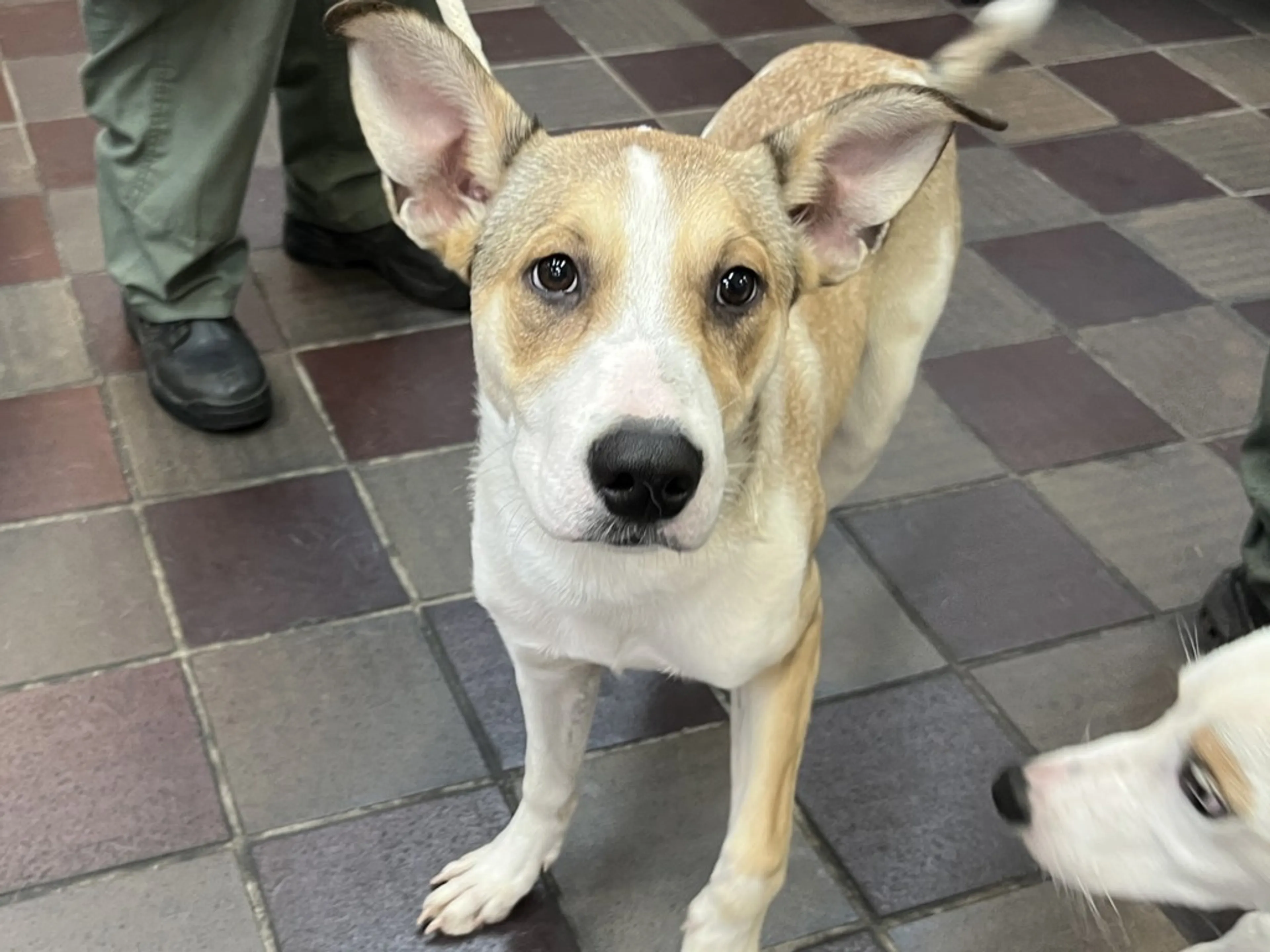Found pet-4