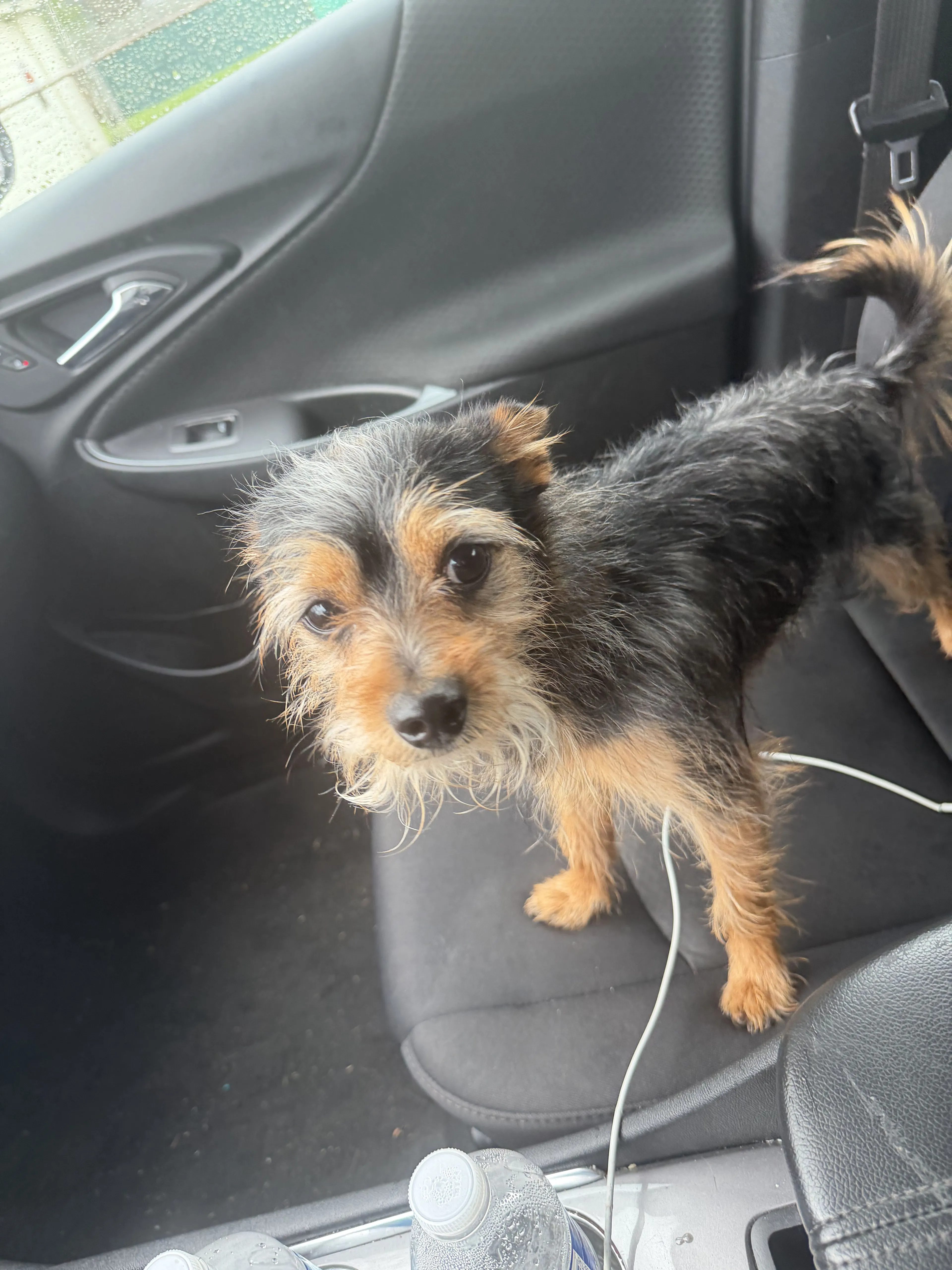 Lost pet