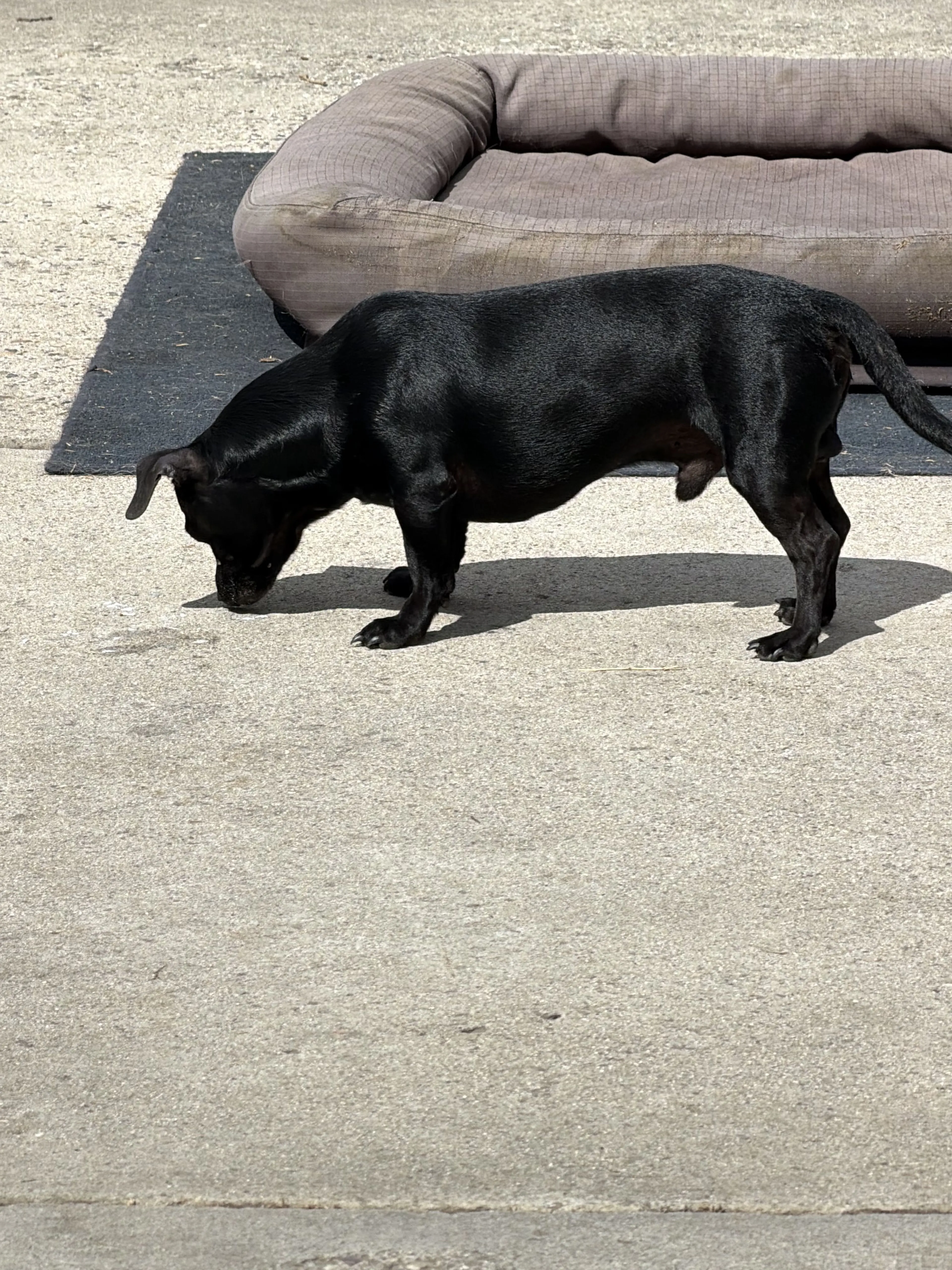 Lost pet
