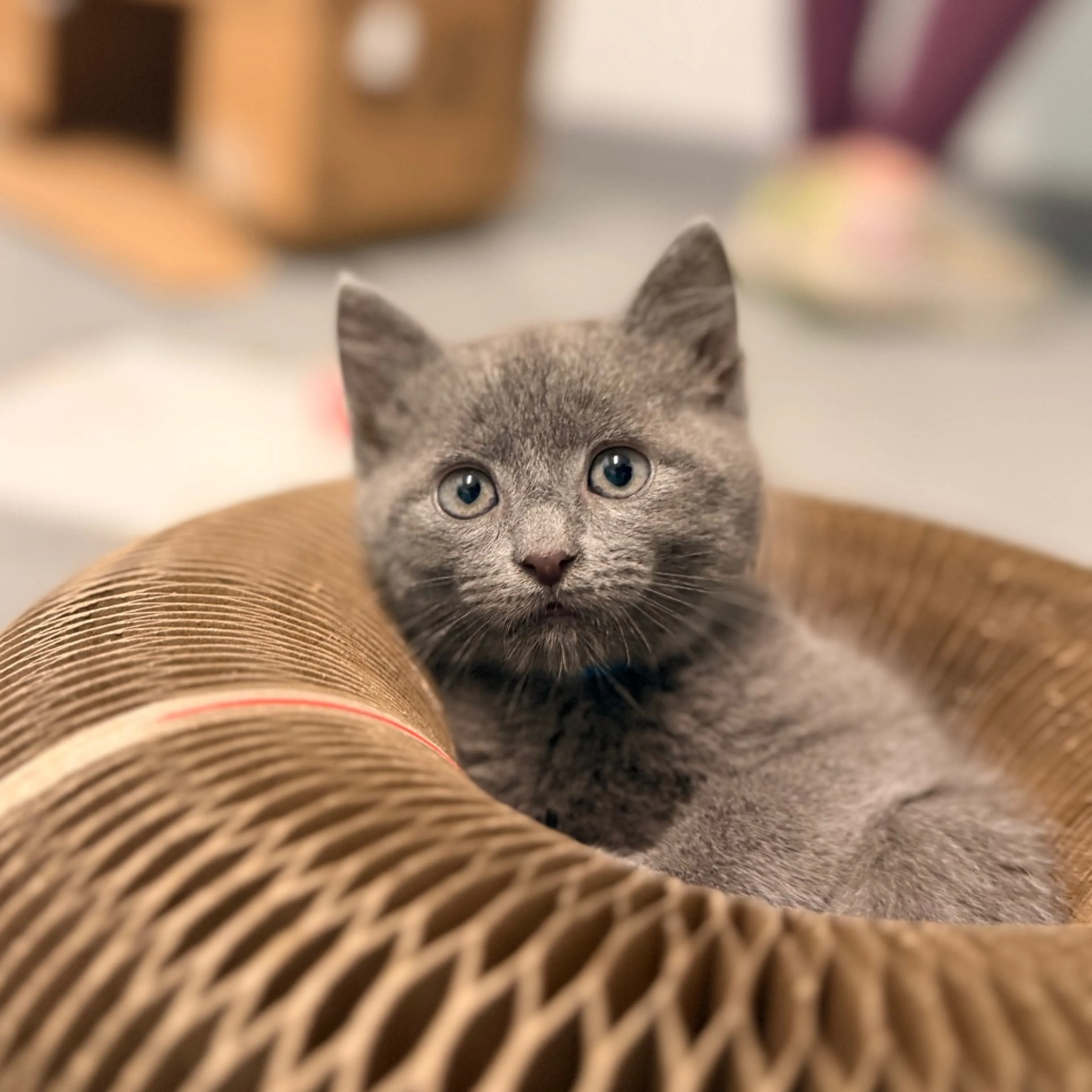 Found pet-0