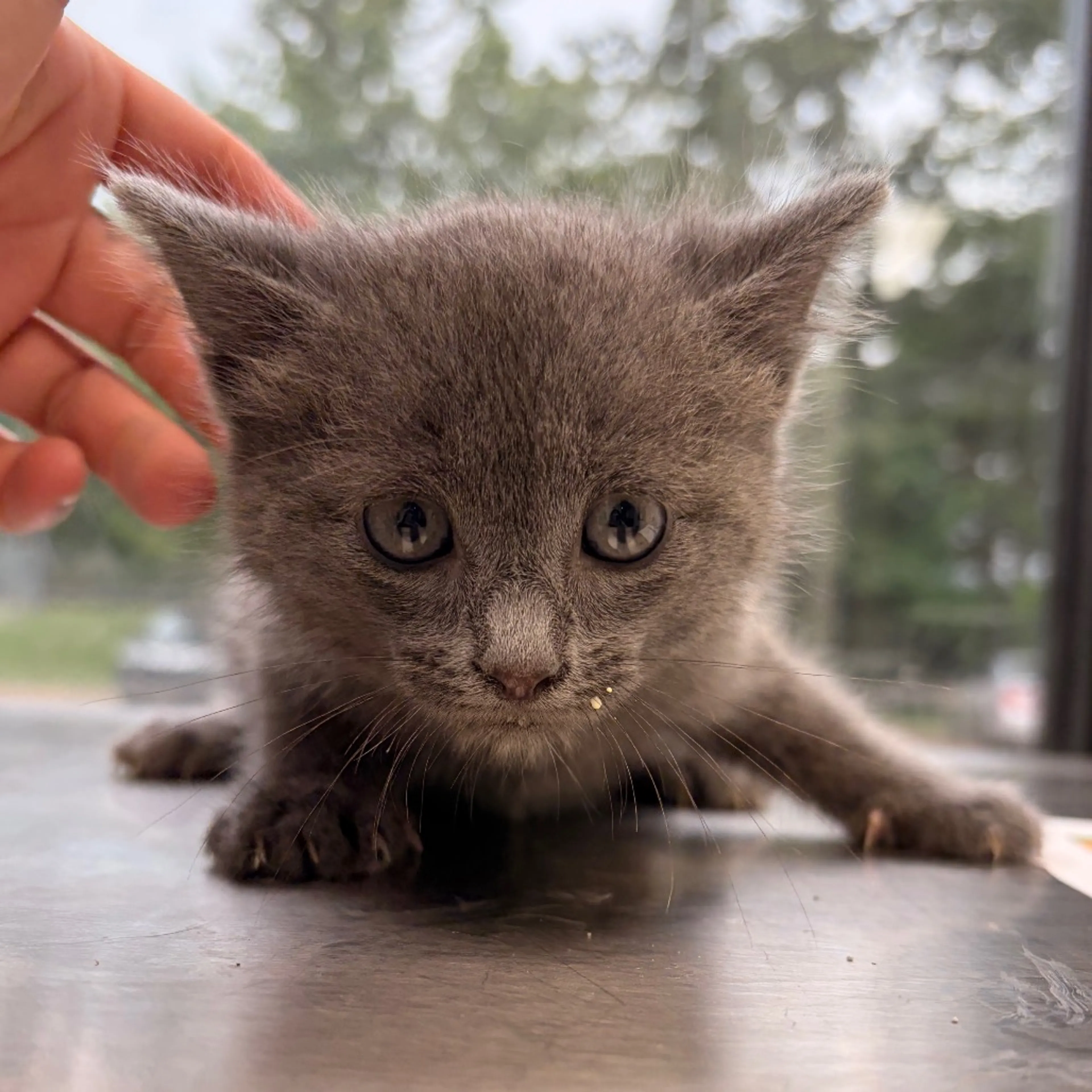 Found pet-1