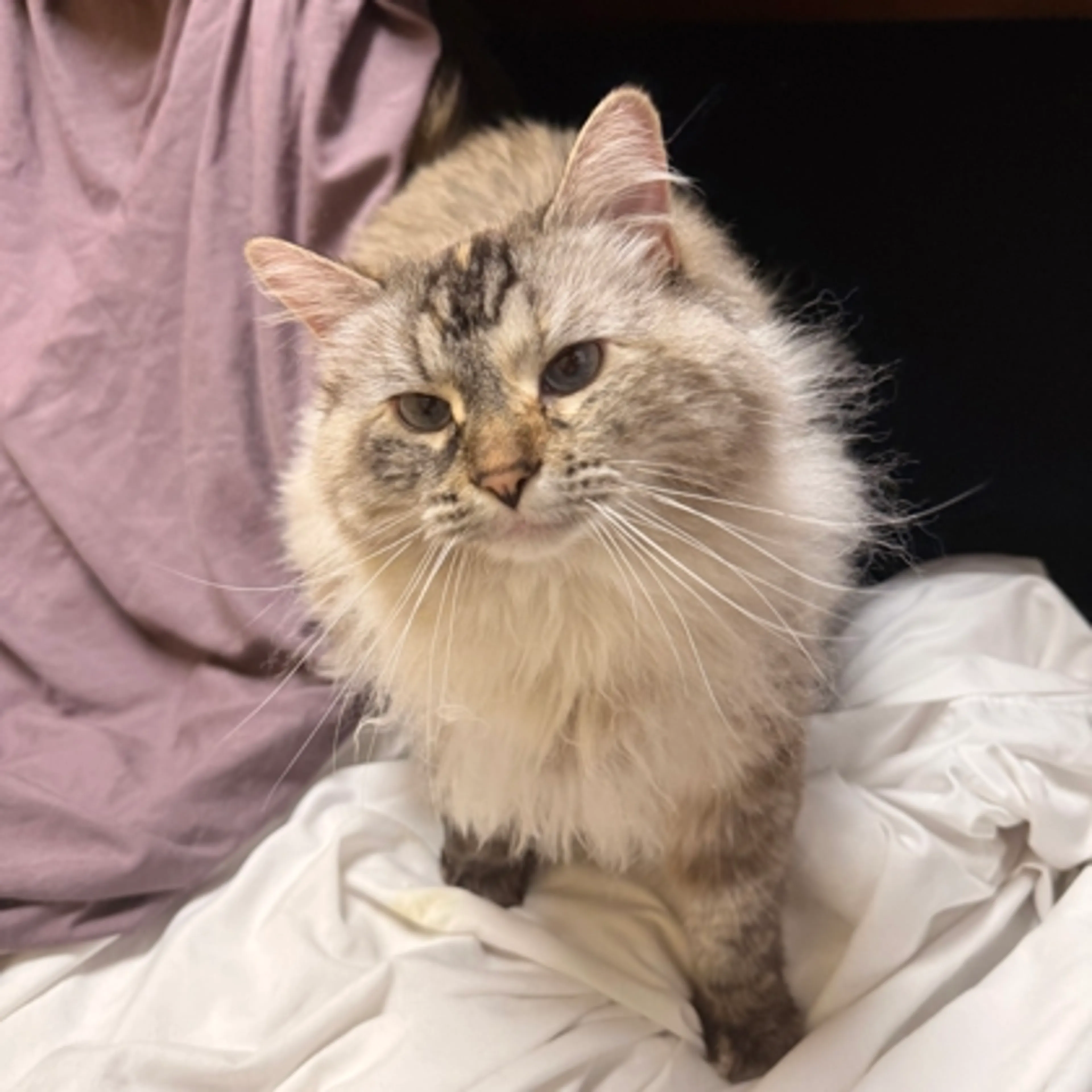 Found pet