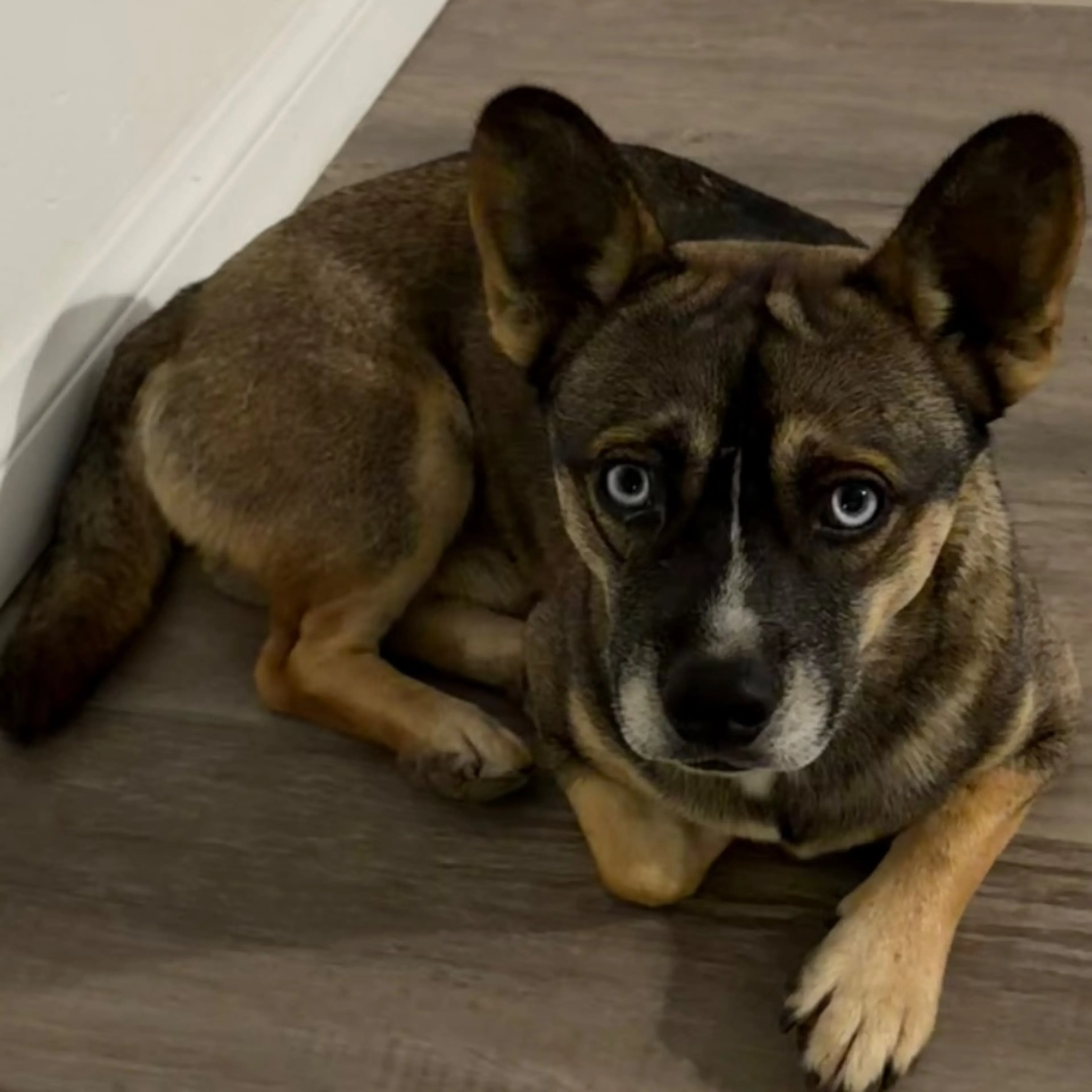 Found pet-0