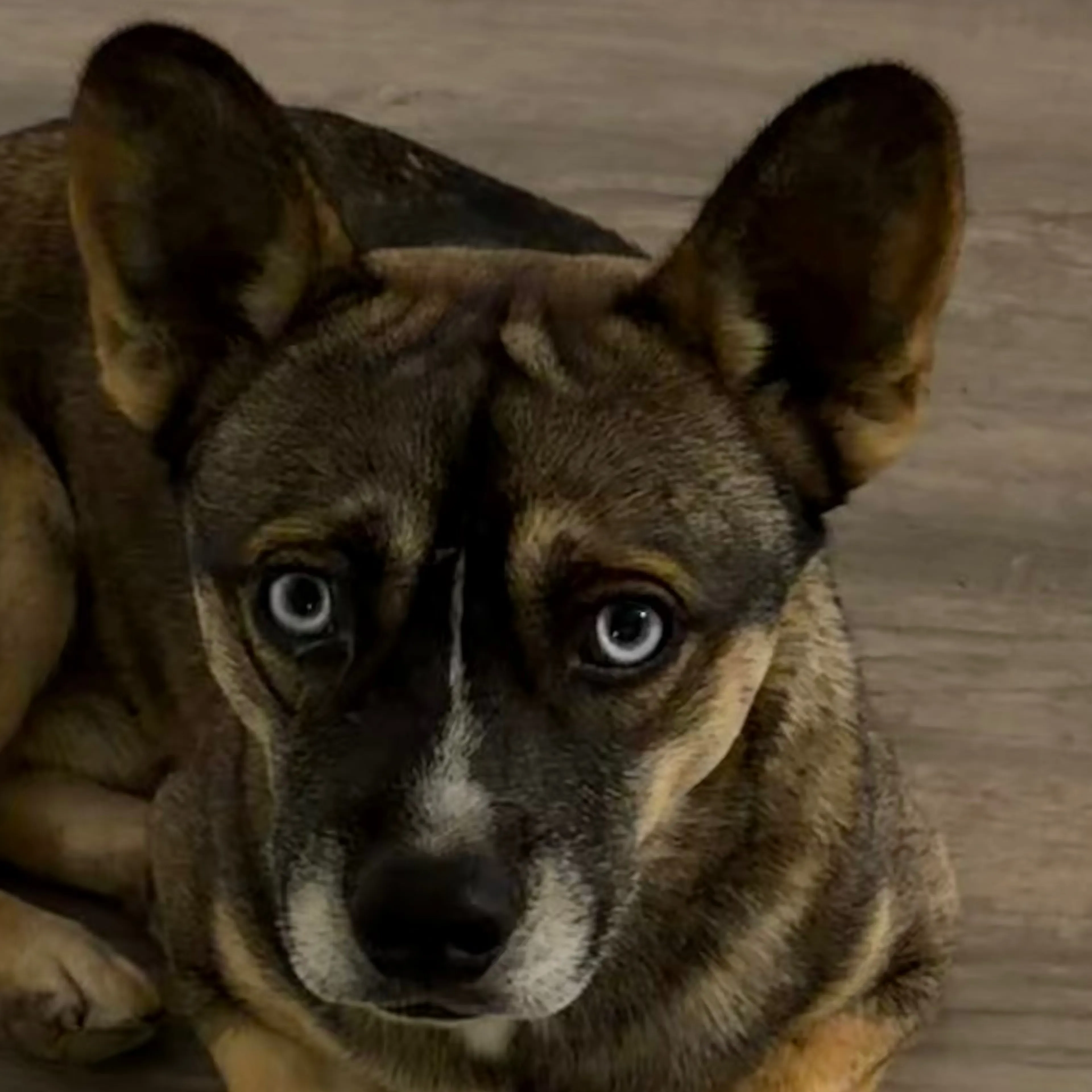 Found pet-1