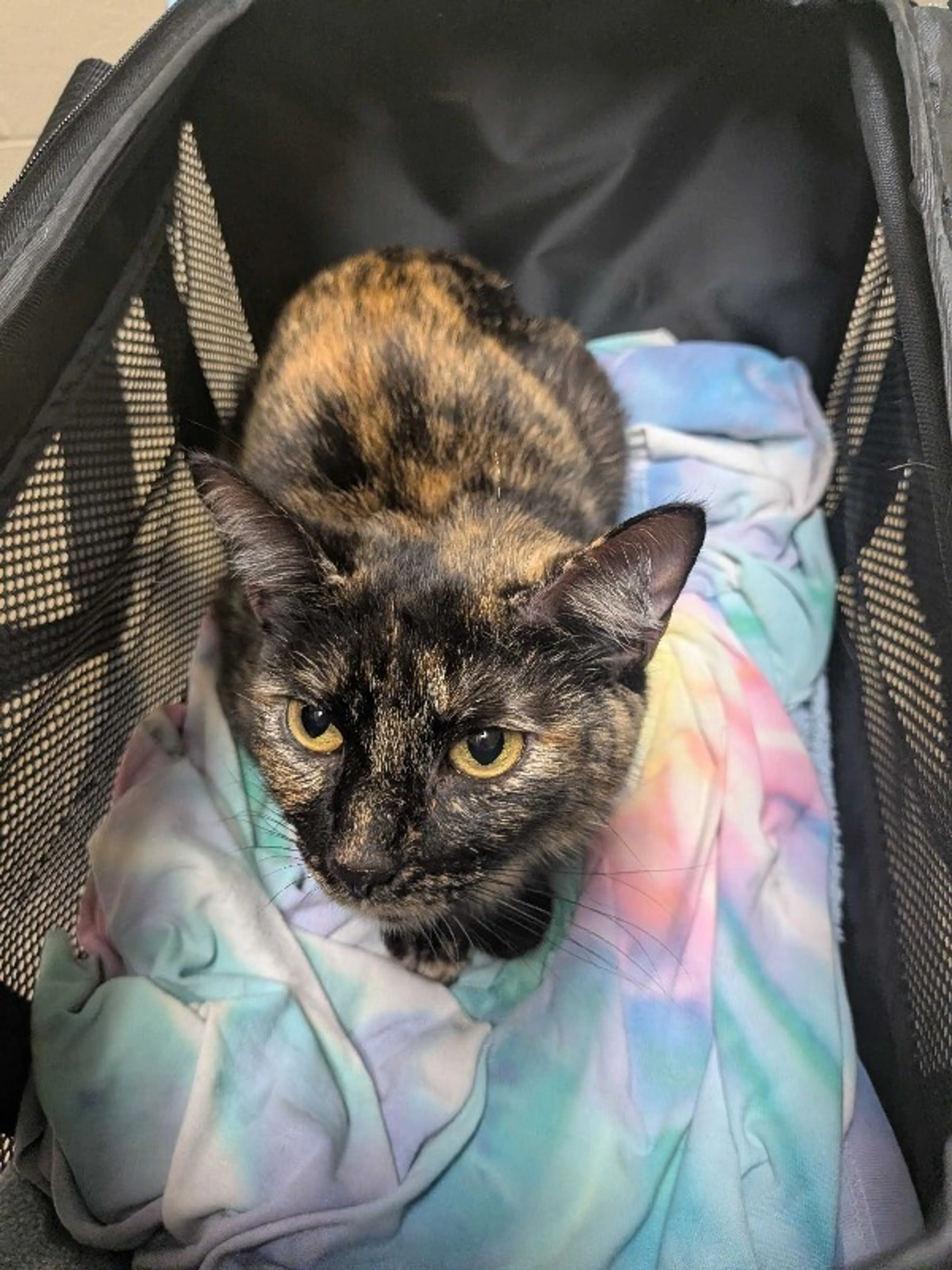 Found pet