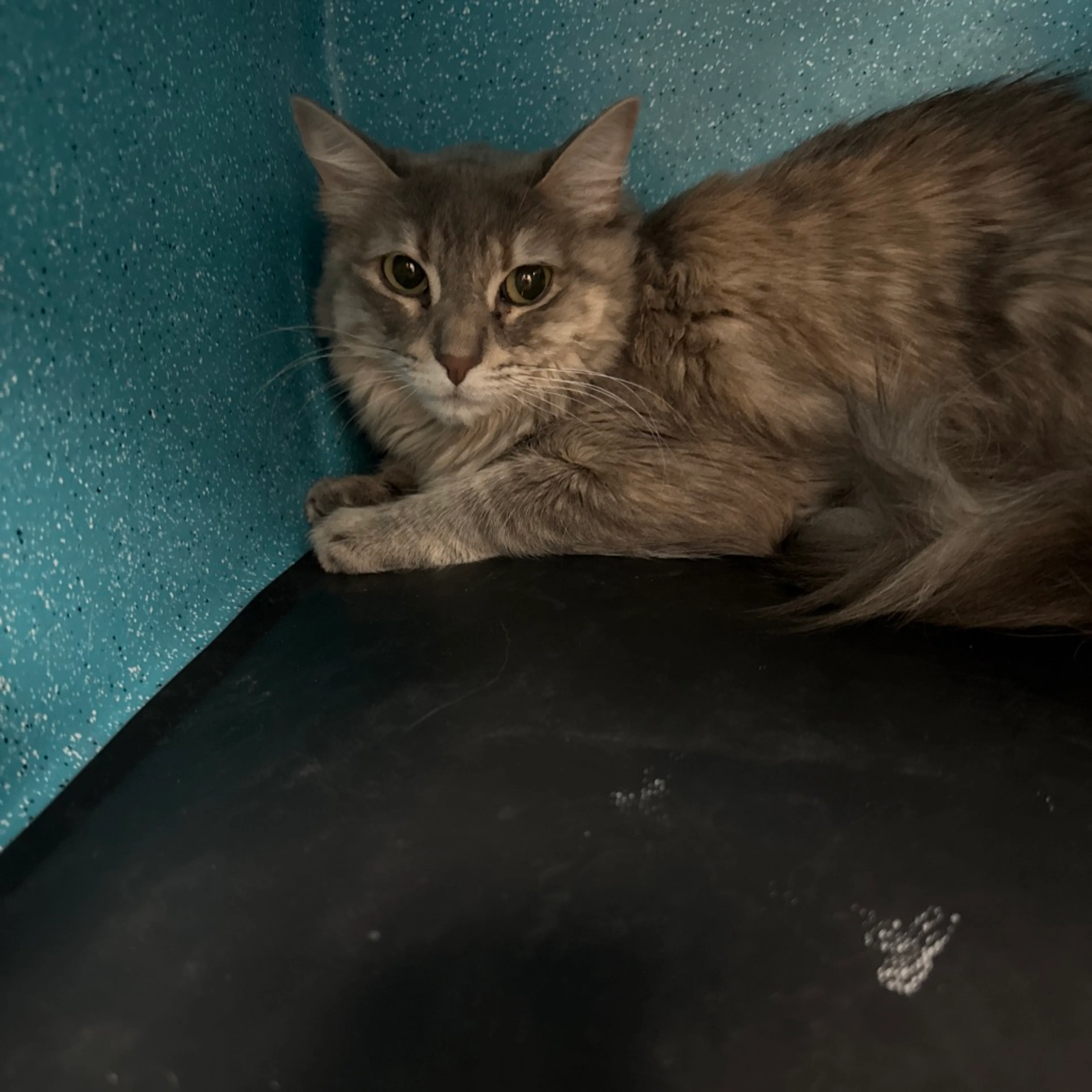 Found pet