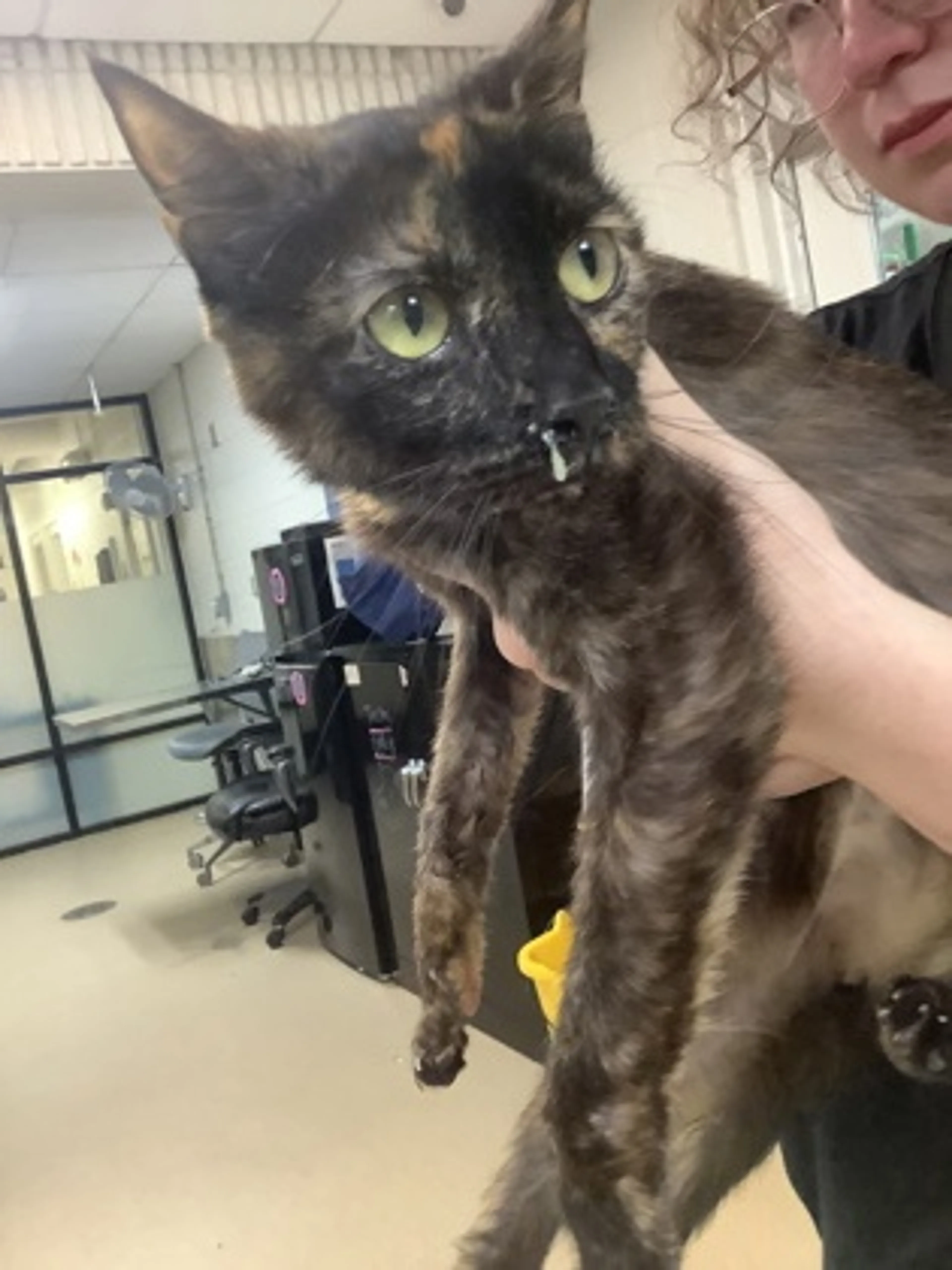 Found pet