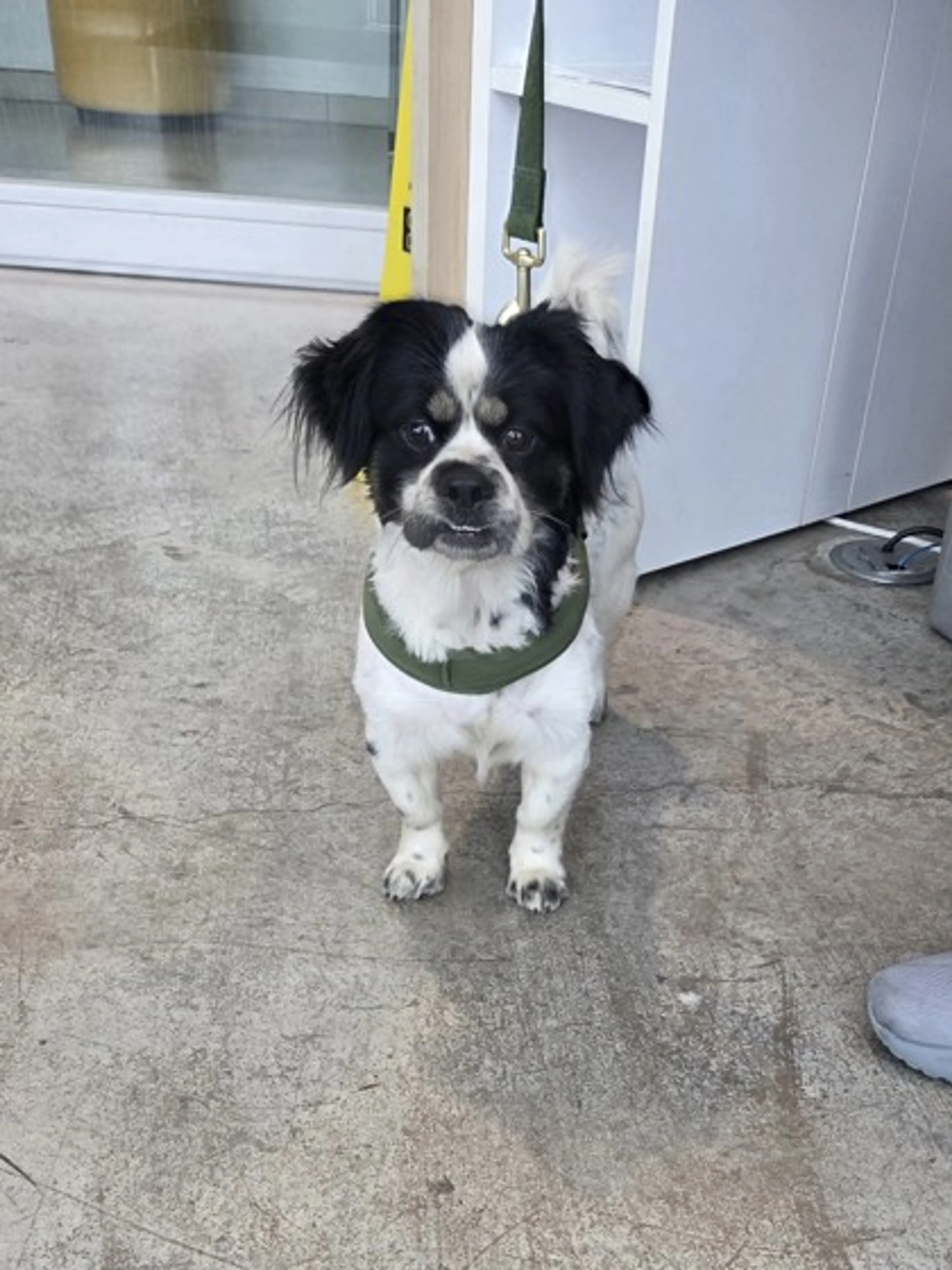 Found pet-0