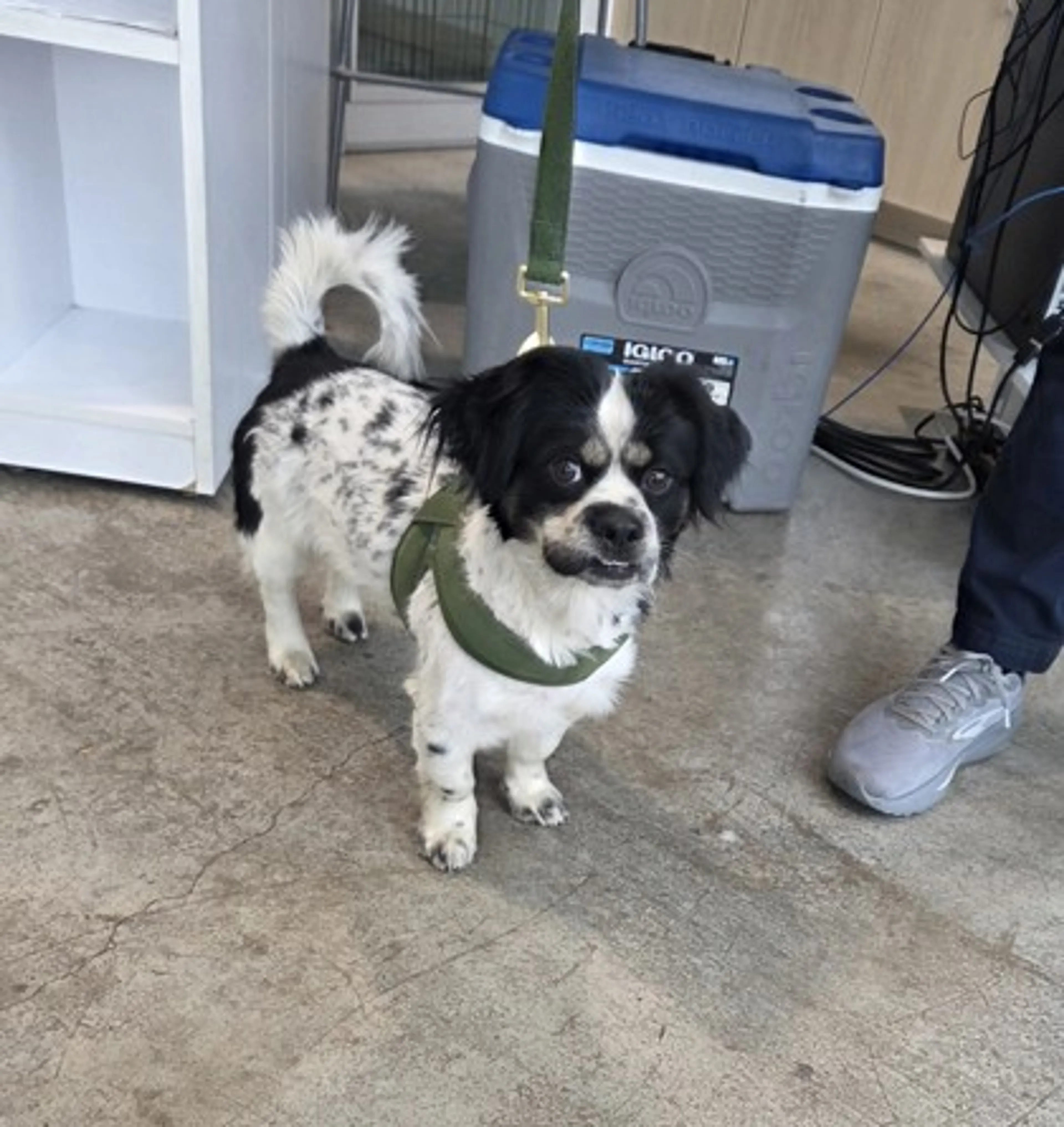 Found pet-1