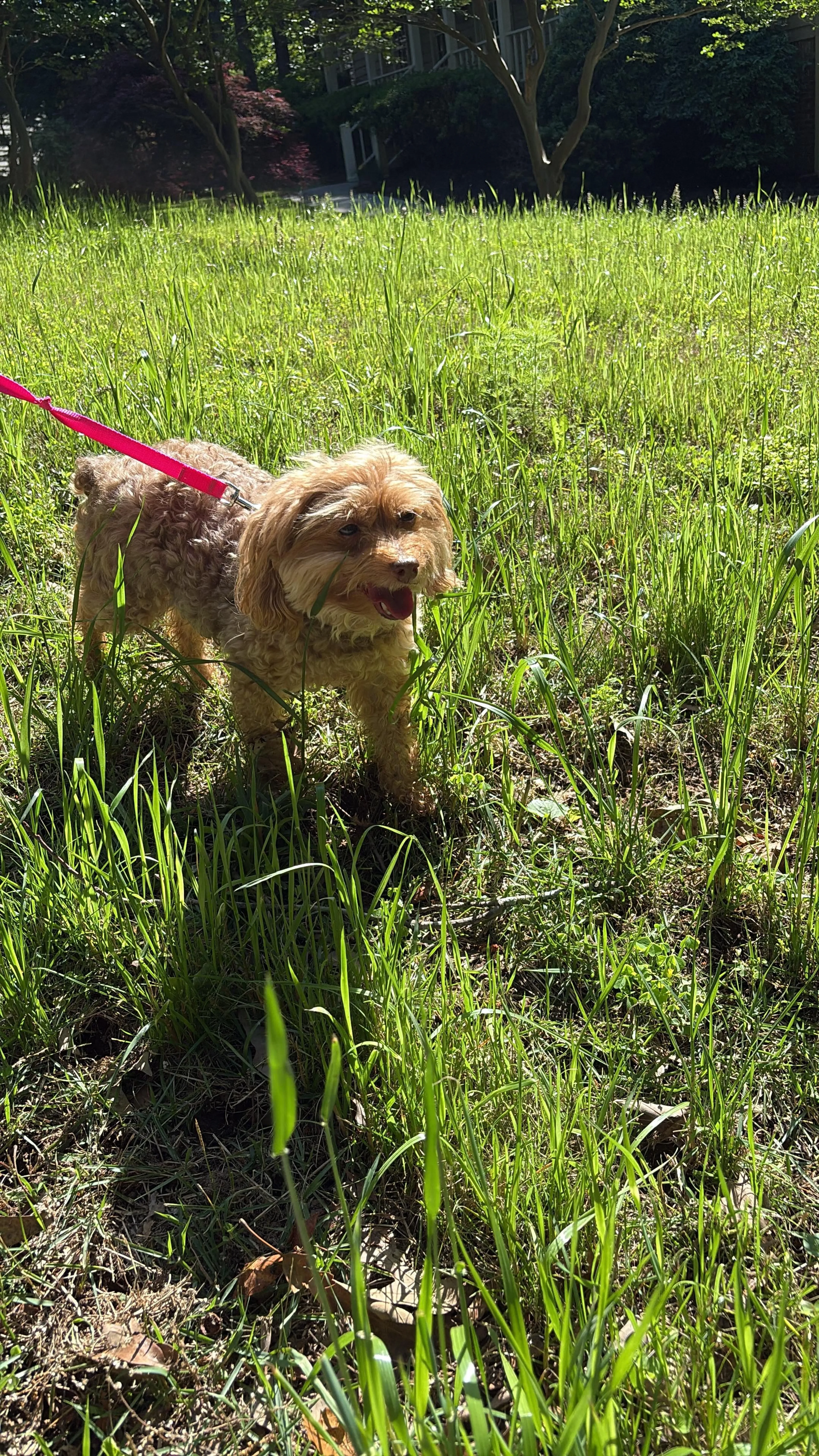 Lost pet