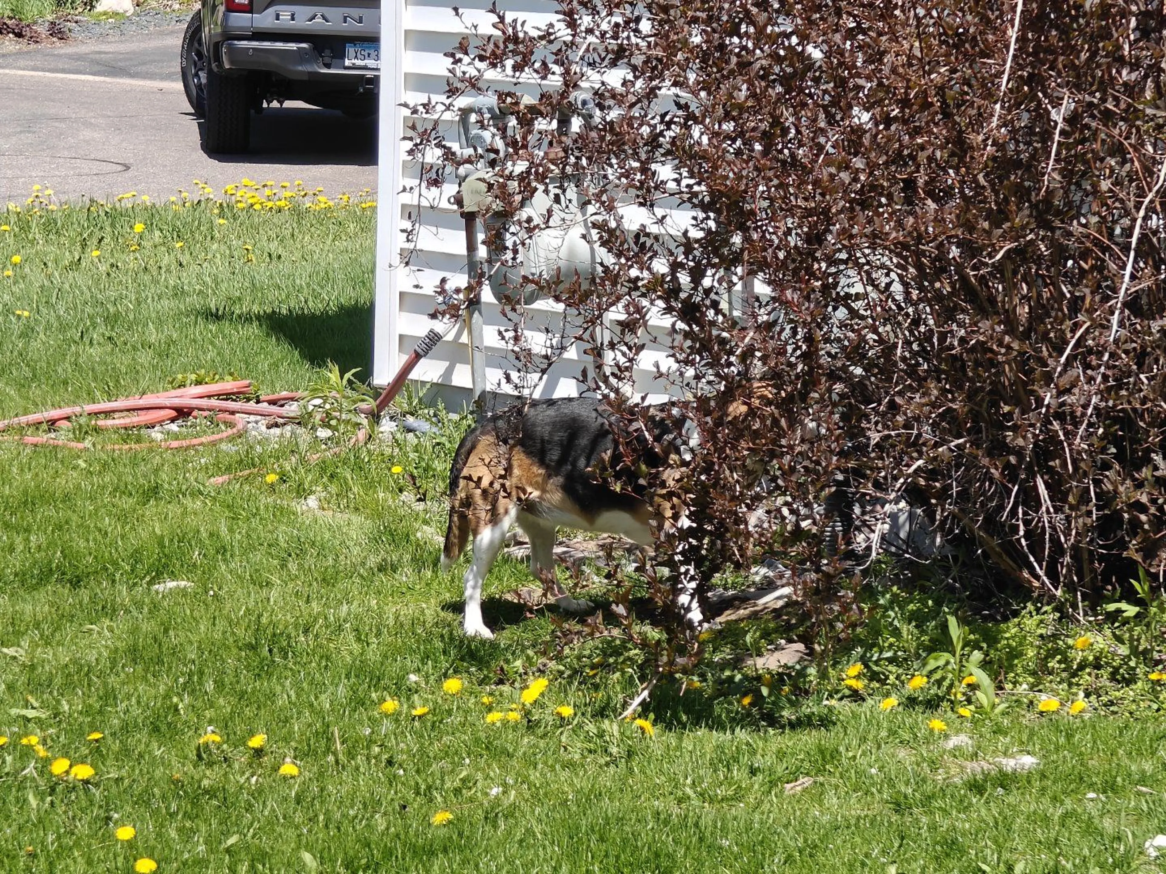 Lost pet-1
