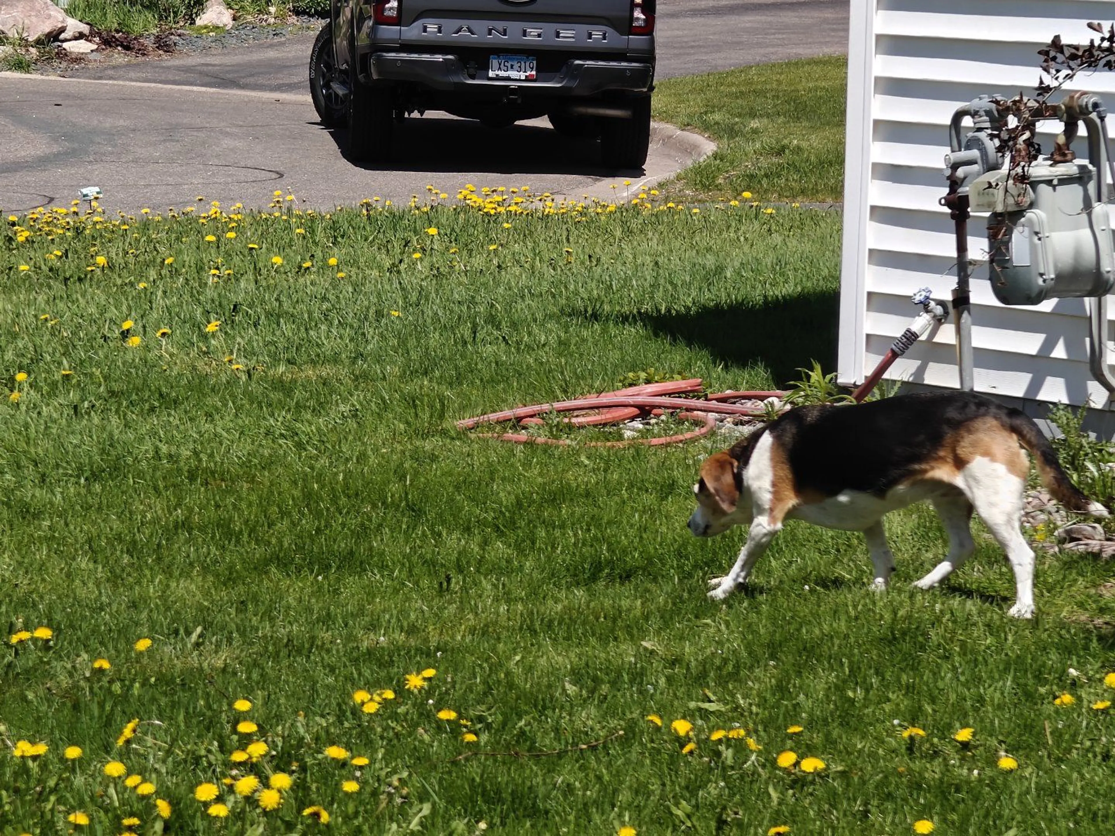 Lost pet-0