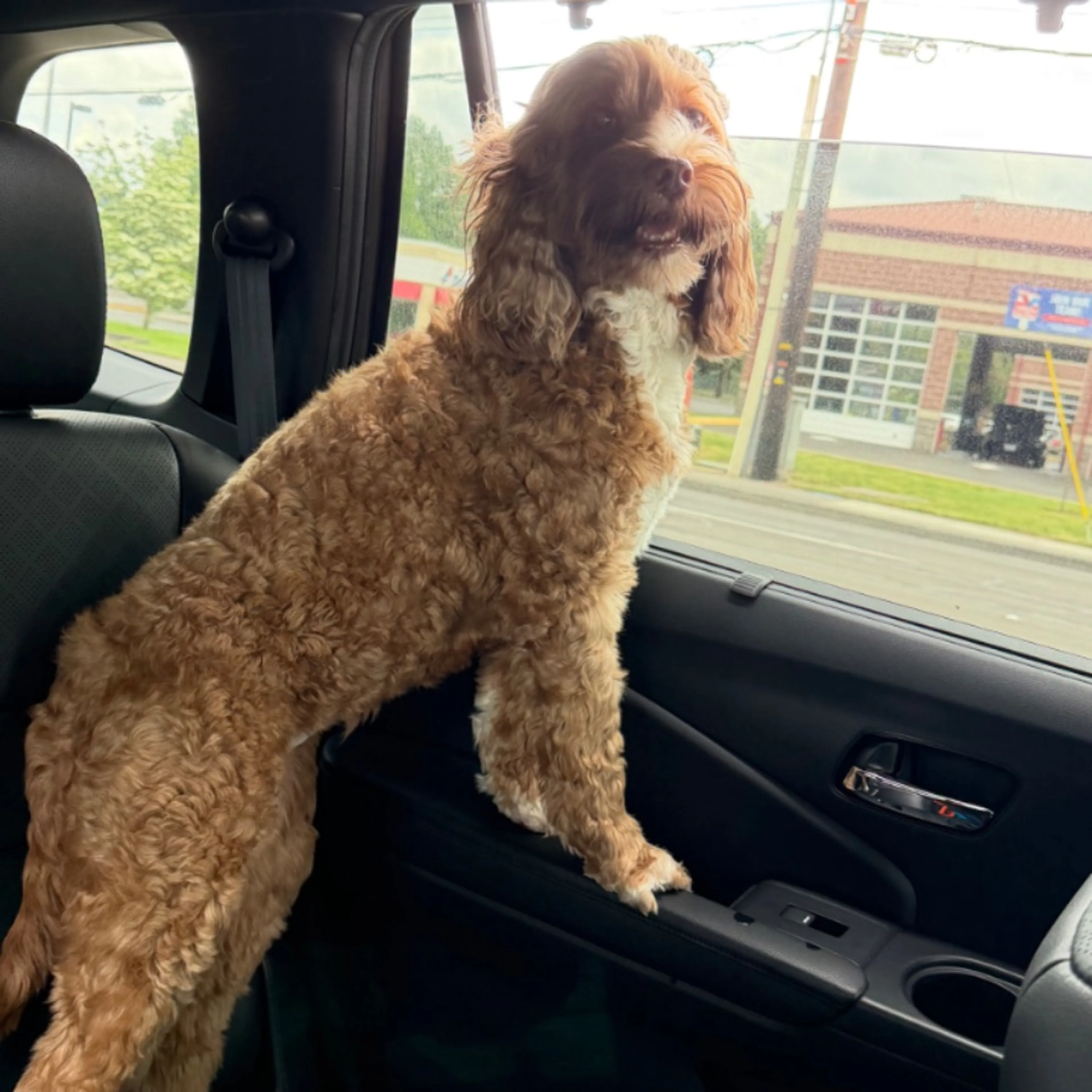 Found pet