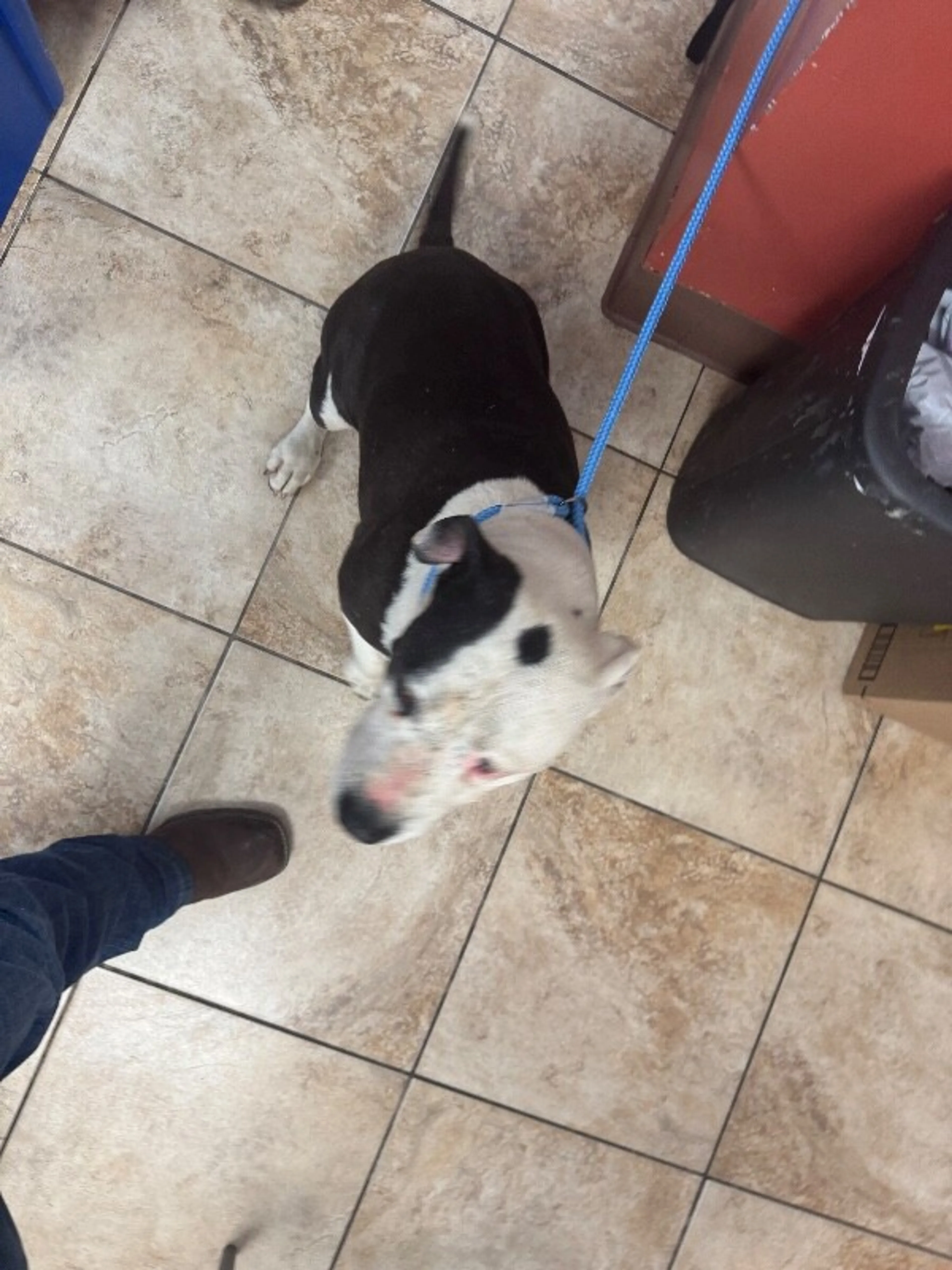 Found pet-2