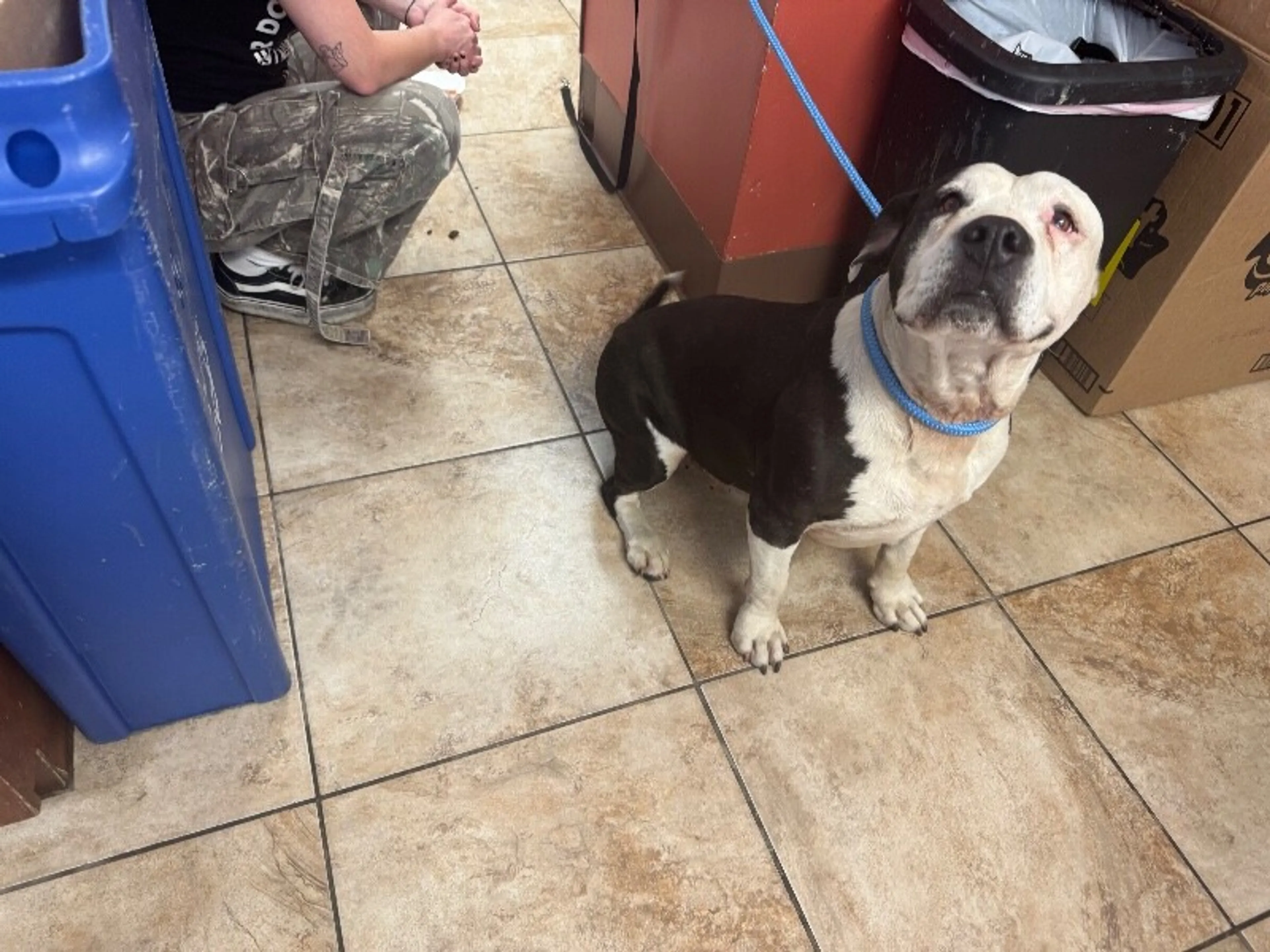 Found pet-1