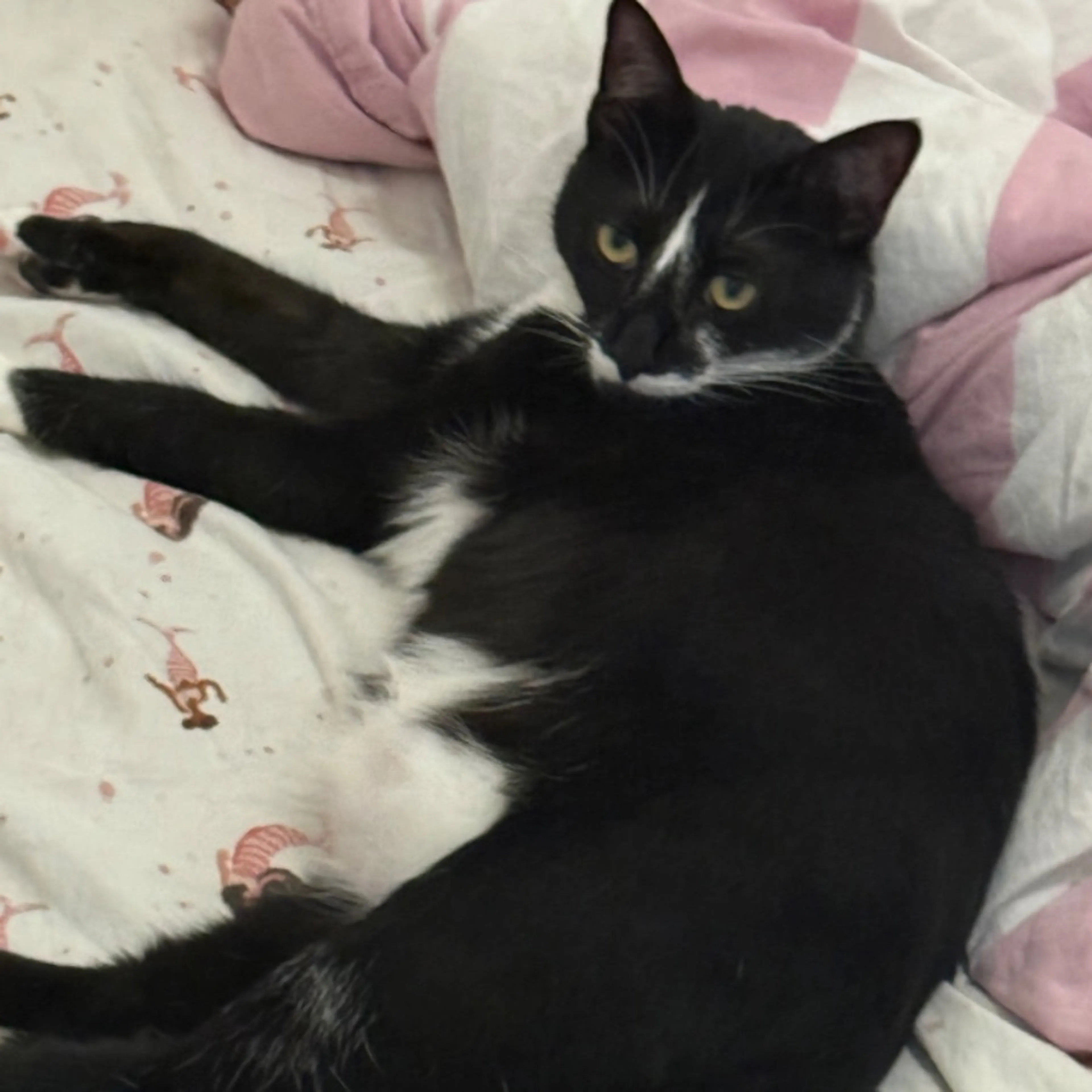 Lost pet