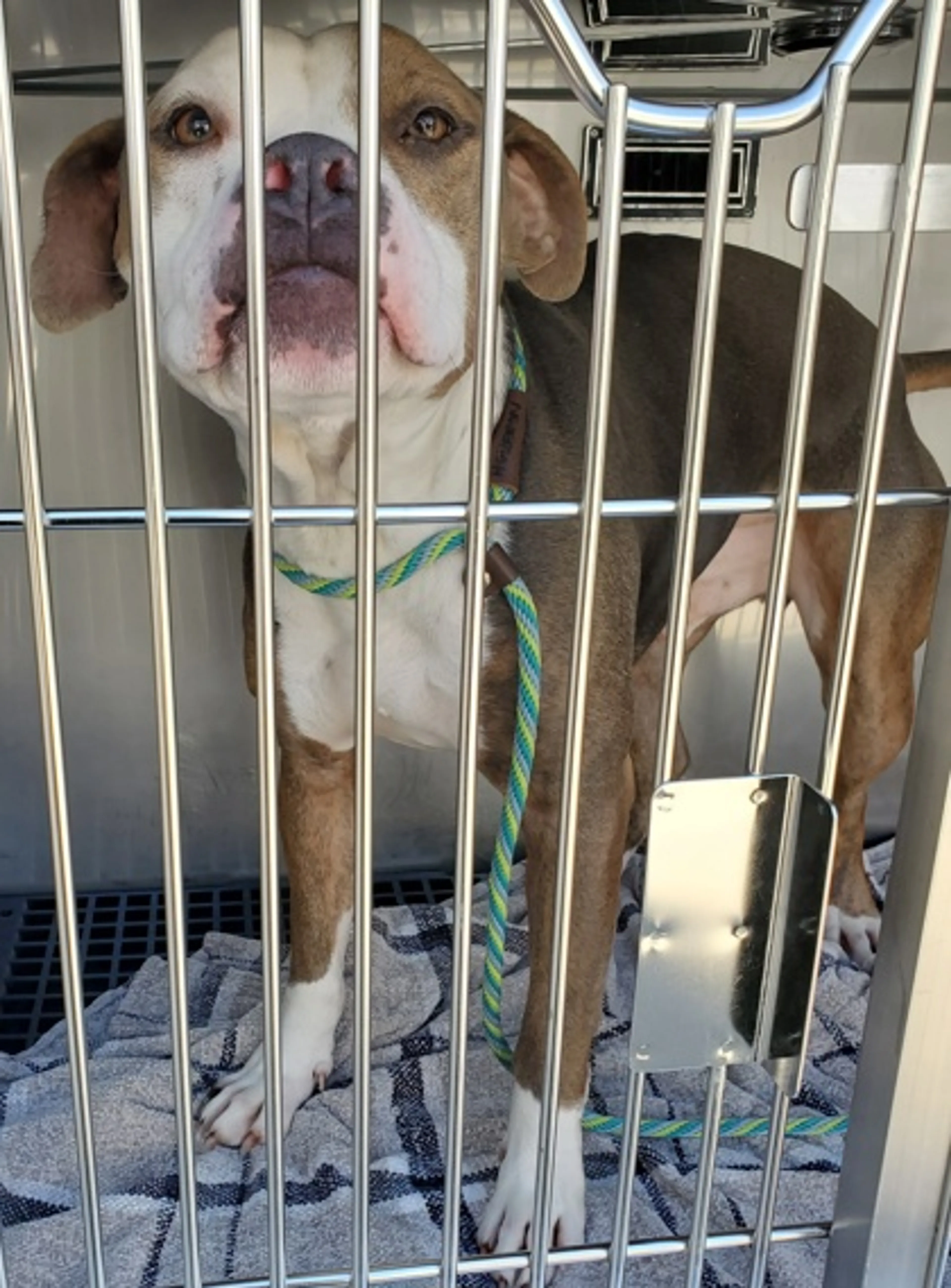 Found pet