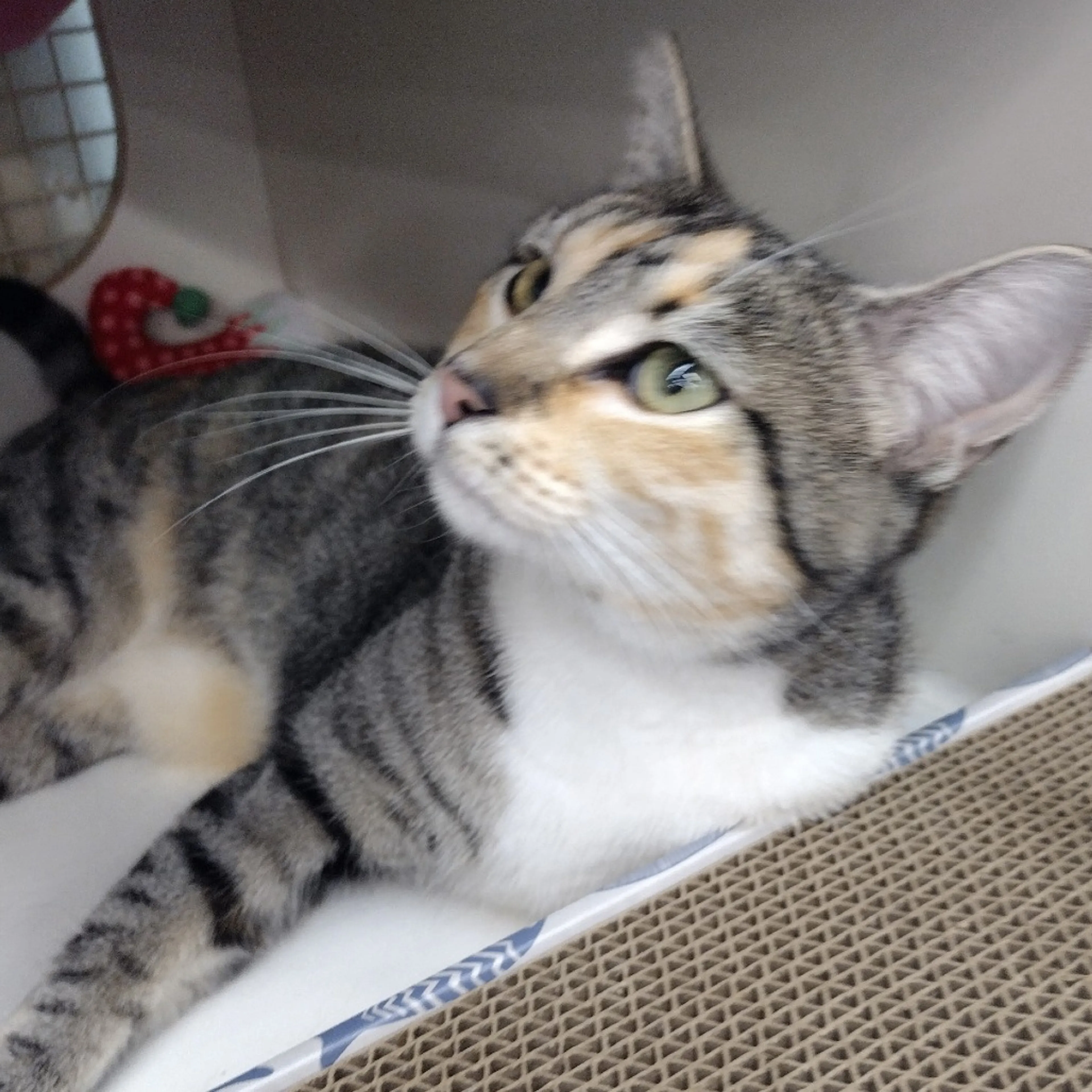 Found pet