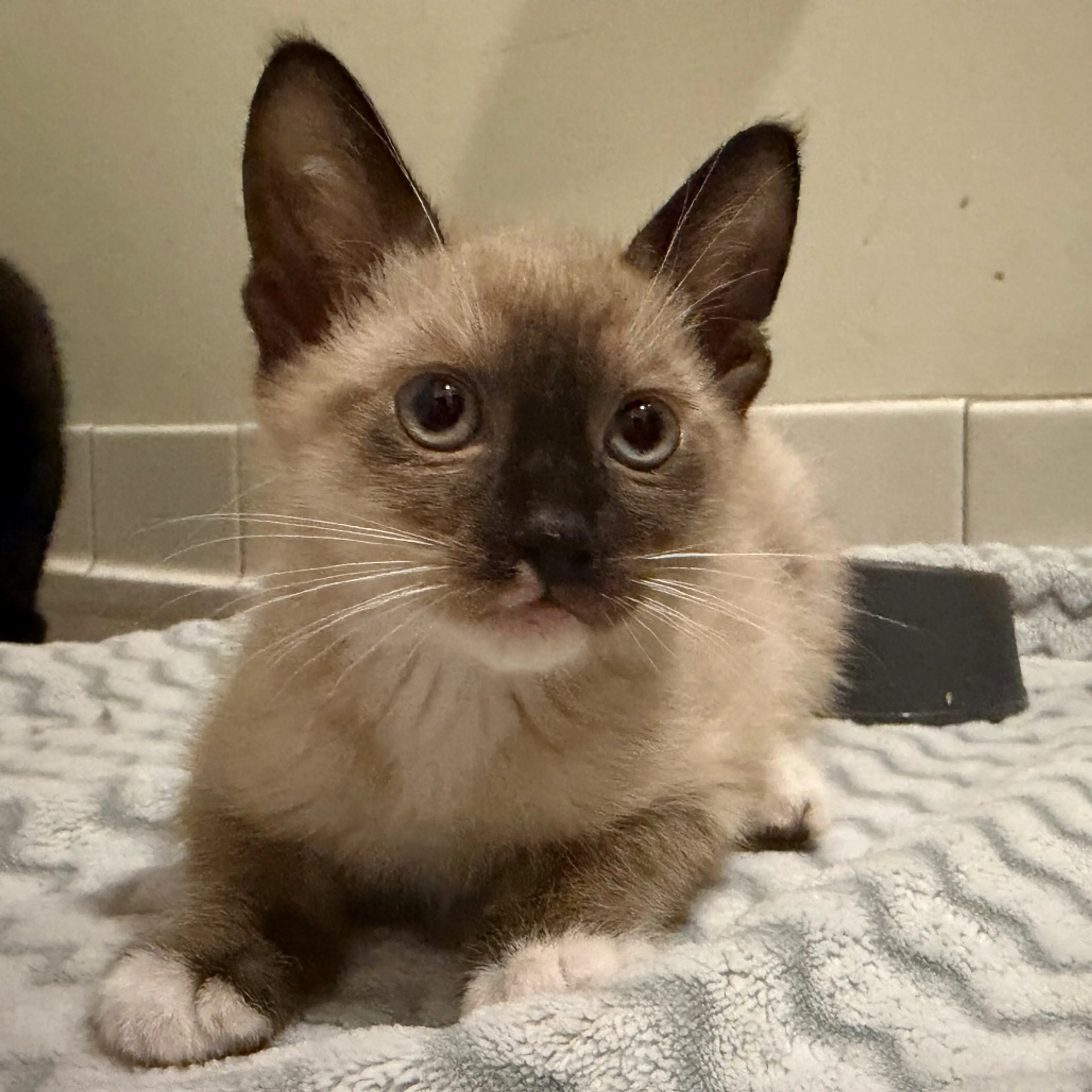 Found pet-1