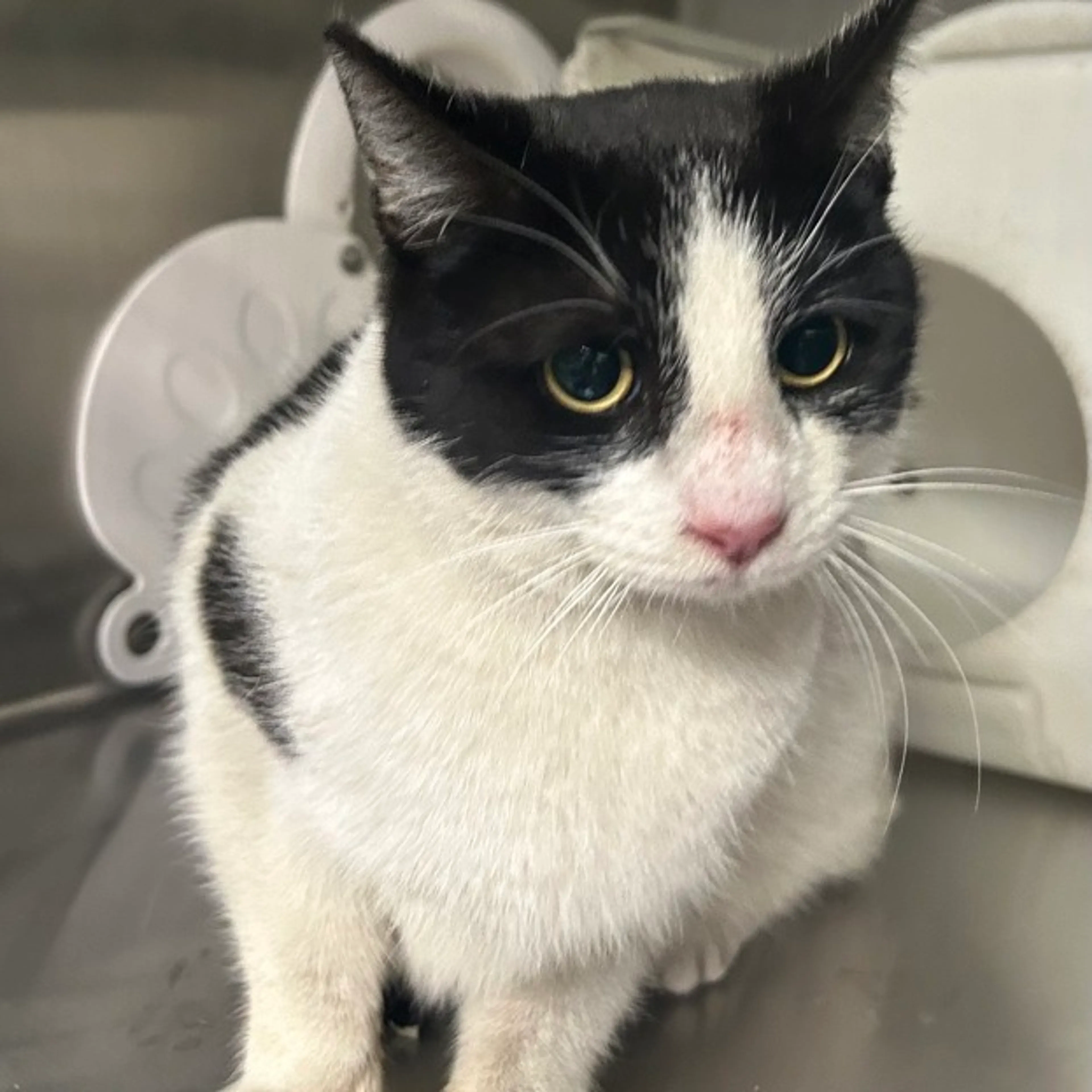 Found pet-1