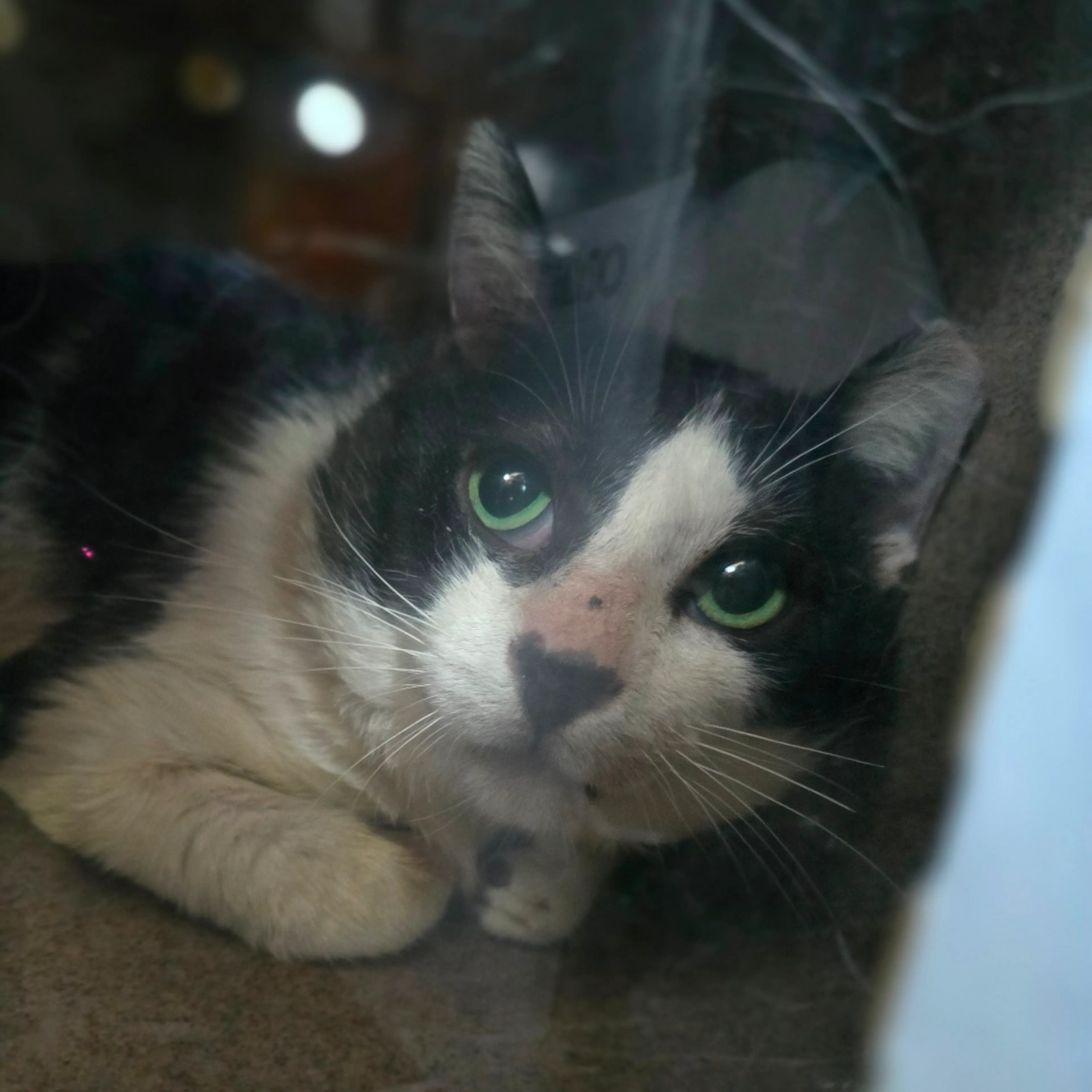 Found pet