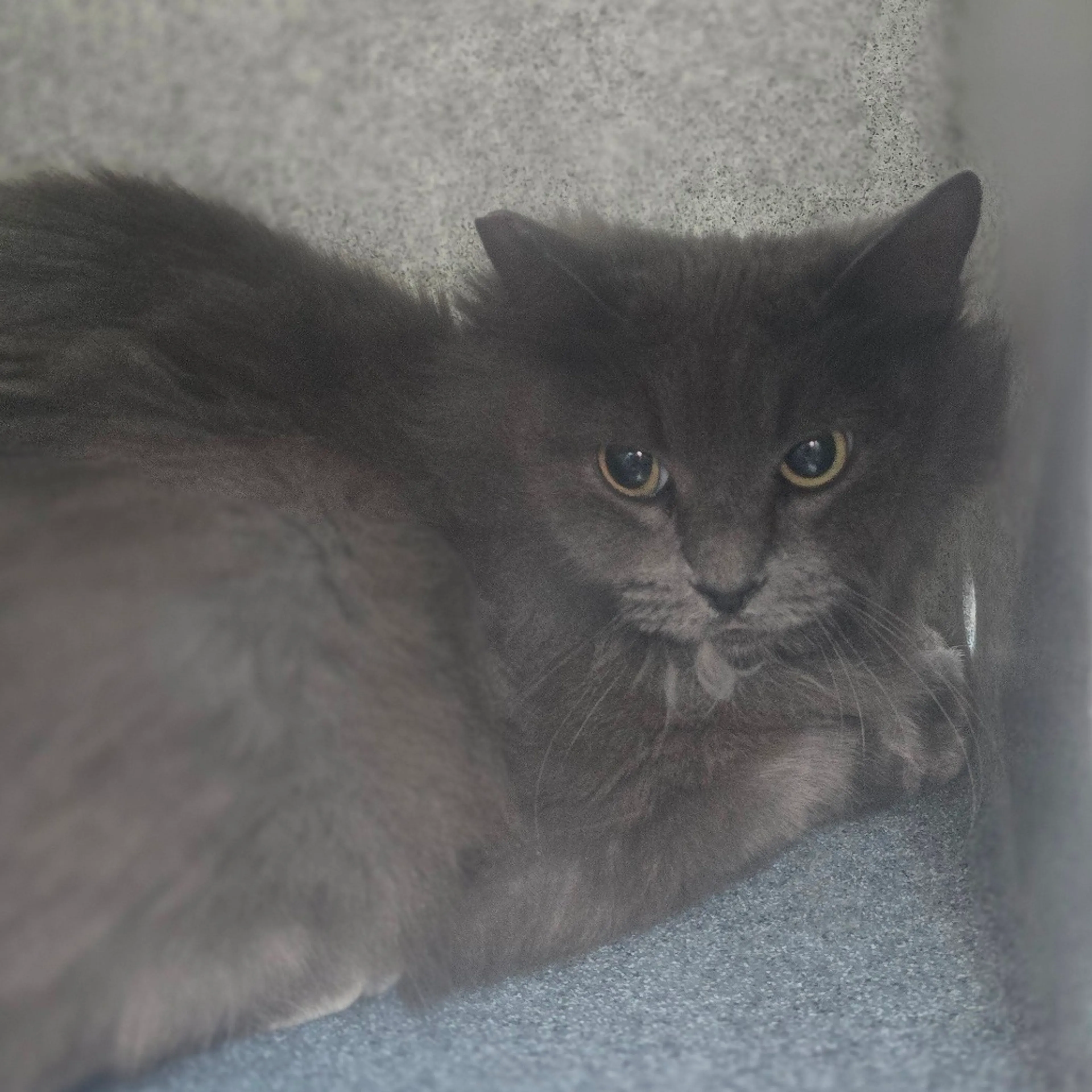 Found pet