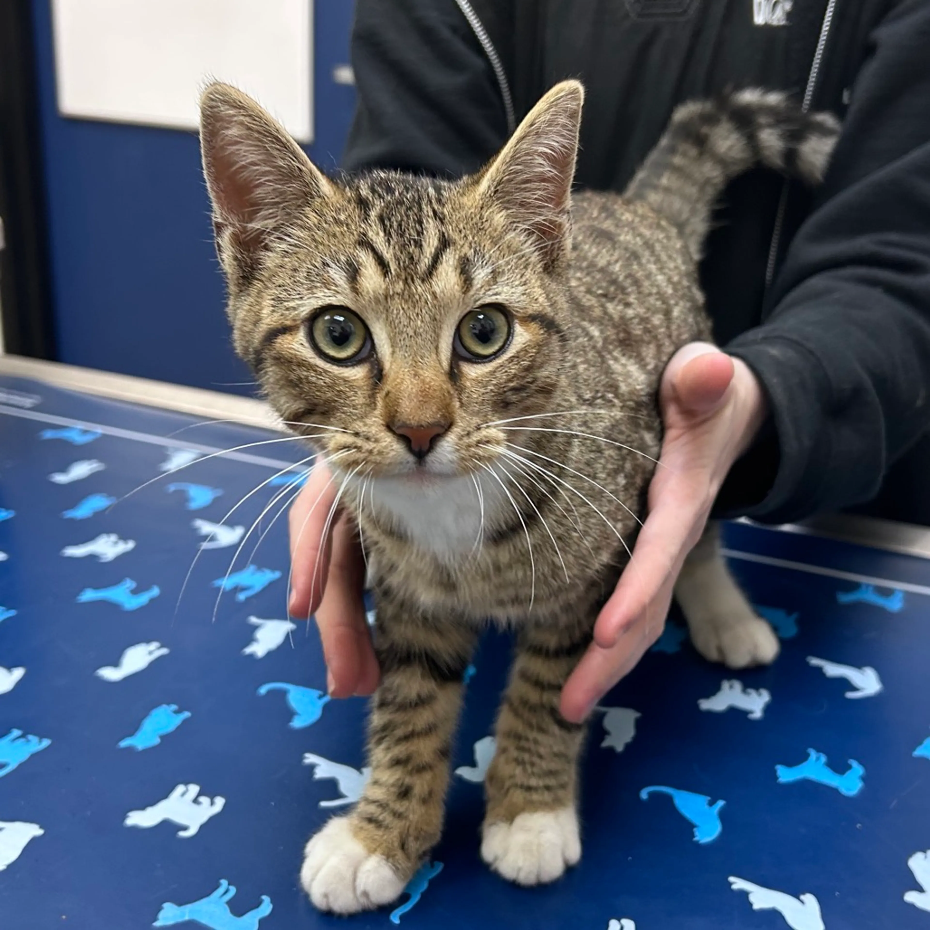 Found pet-1