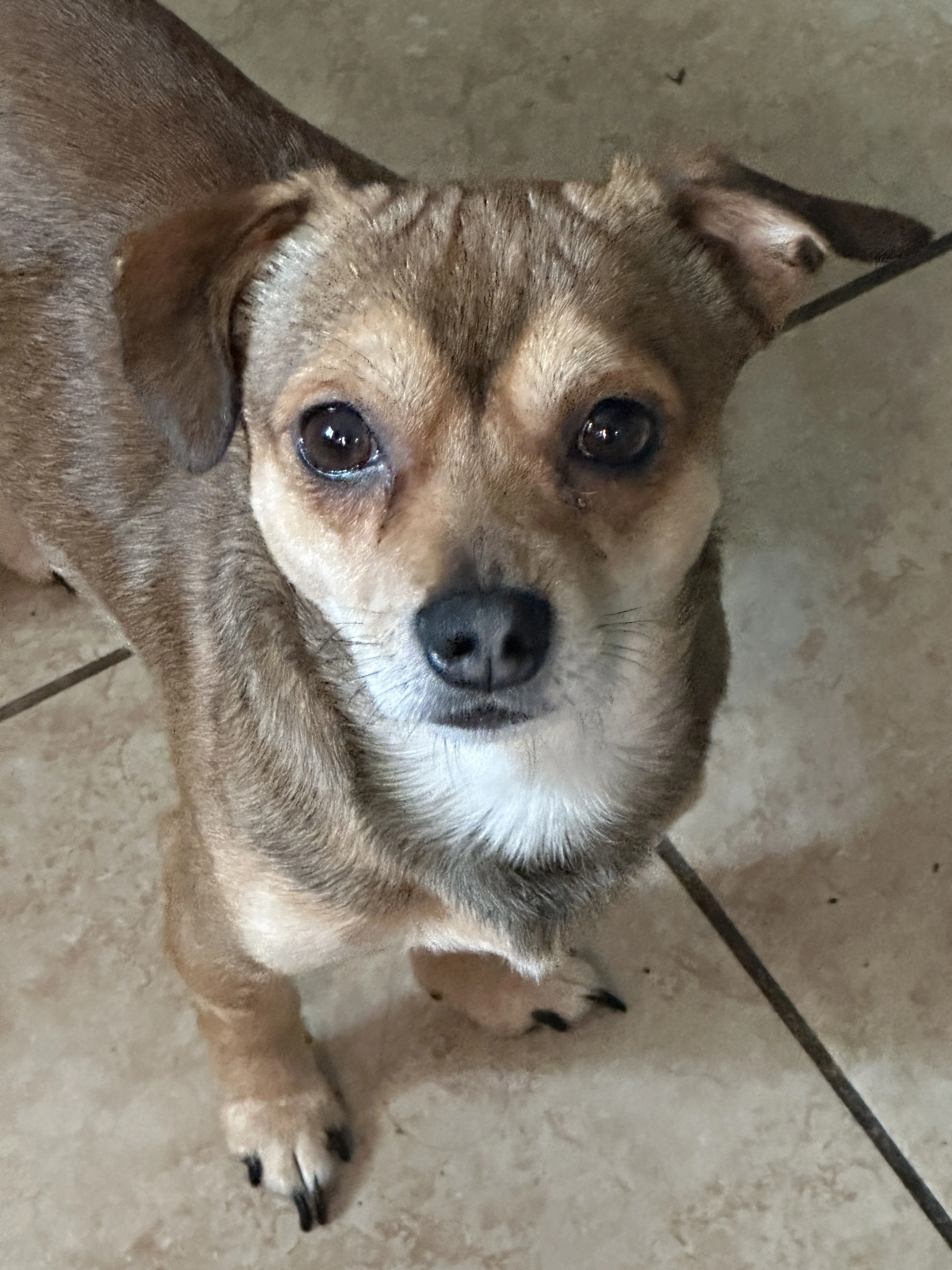 Lost pet