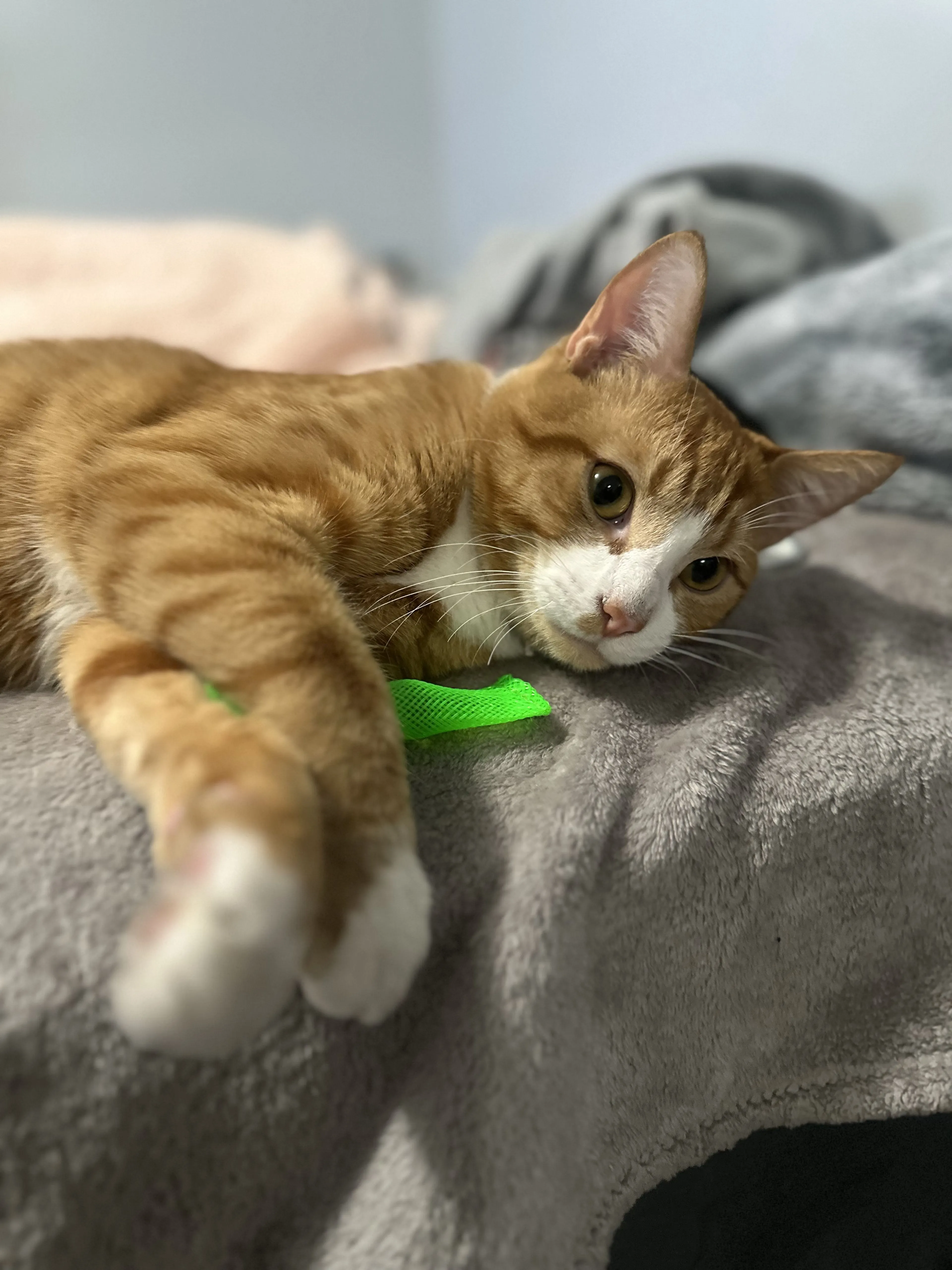 Lost pet-1