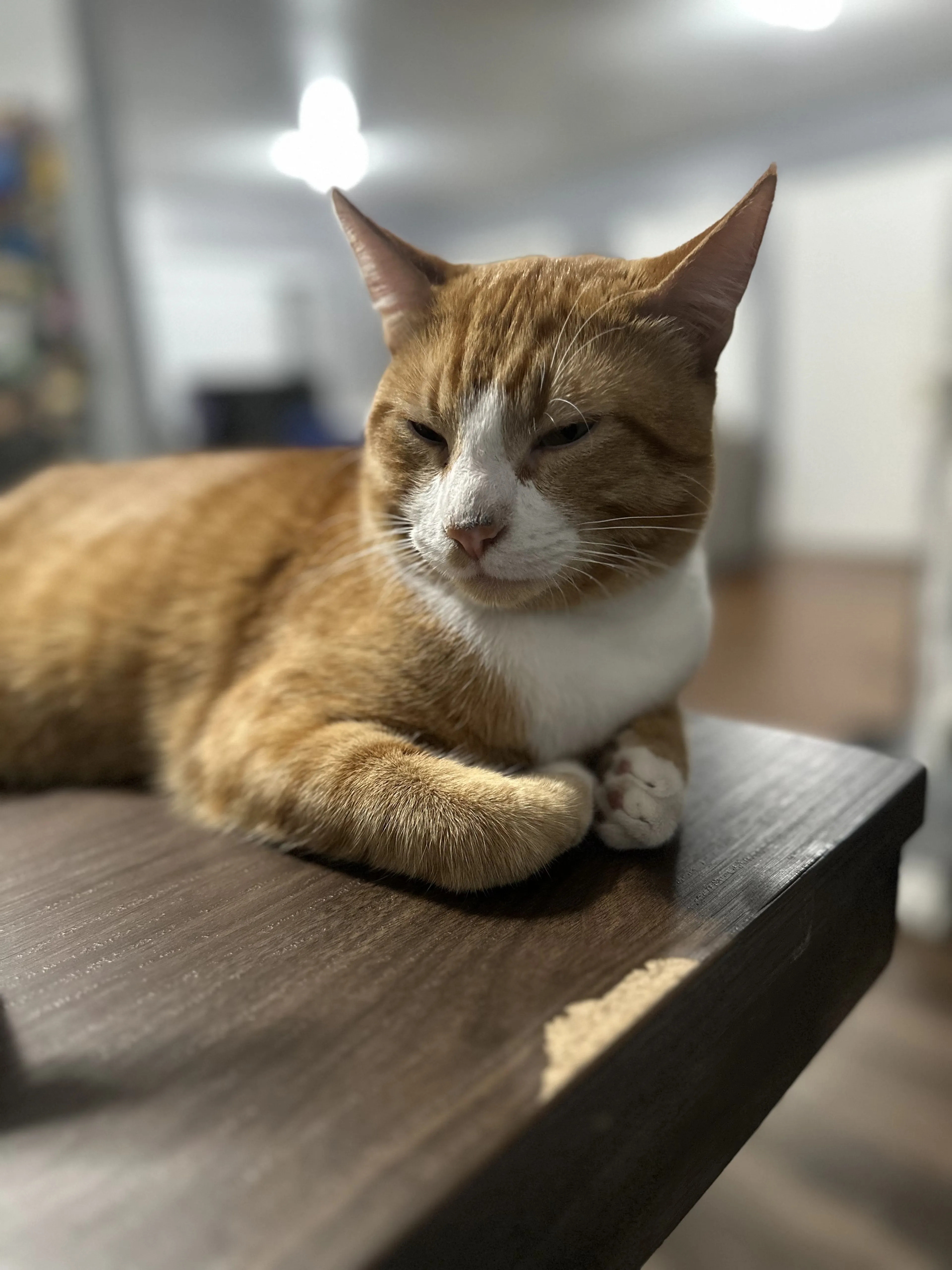 Lost pet-2
