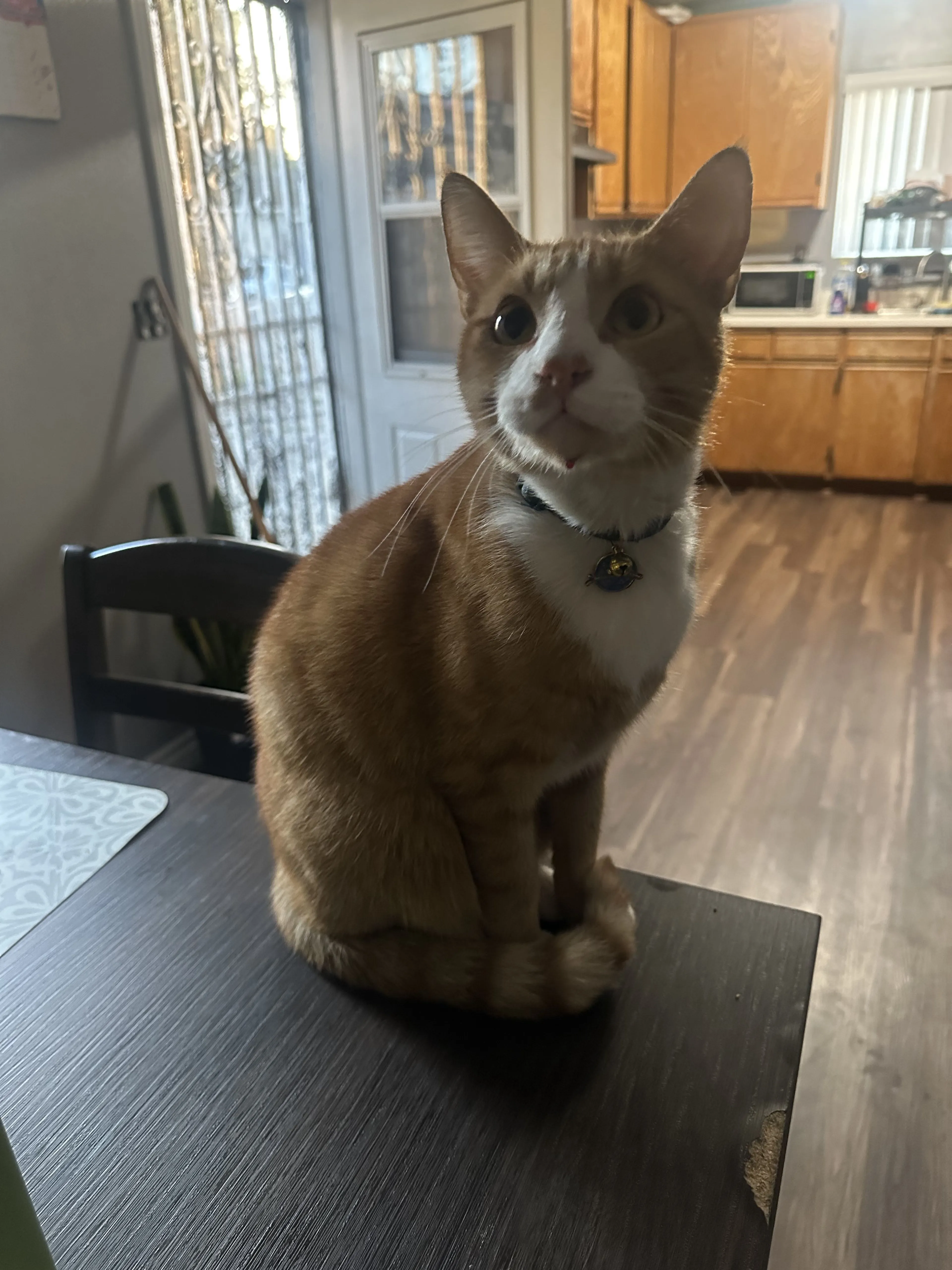 Lost pet-0