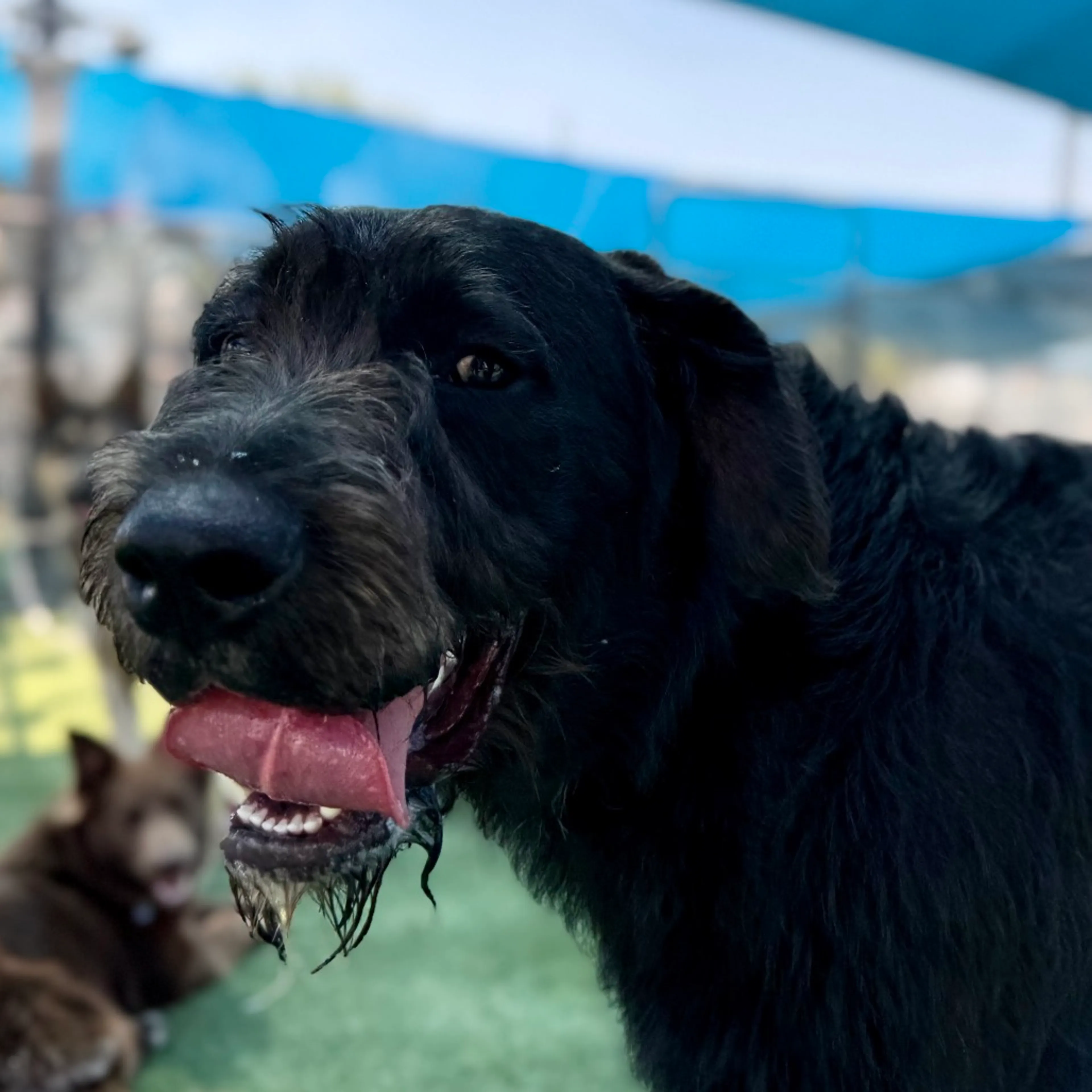 Found pet-1