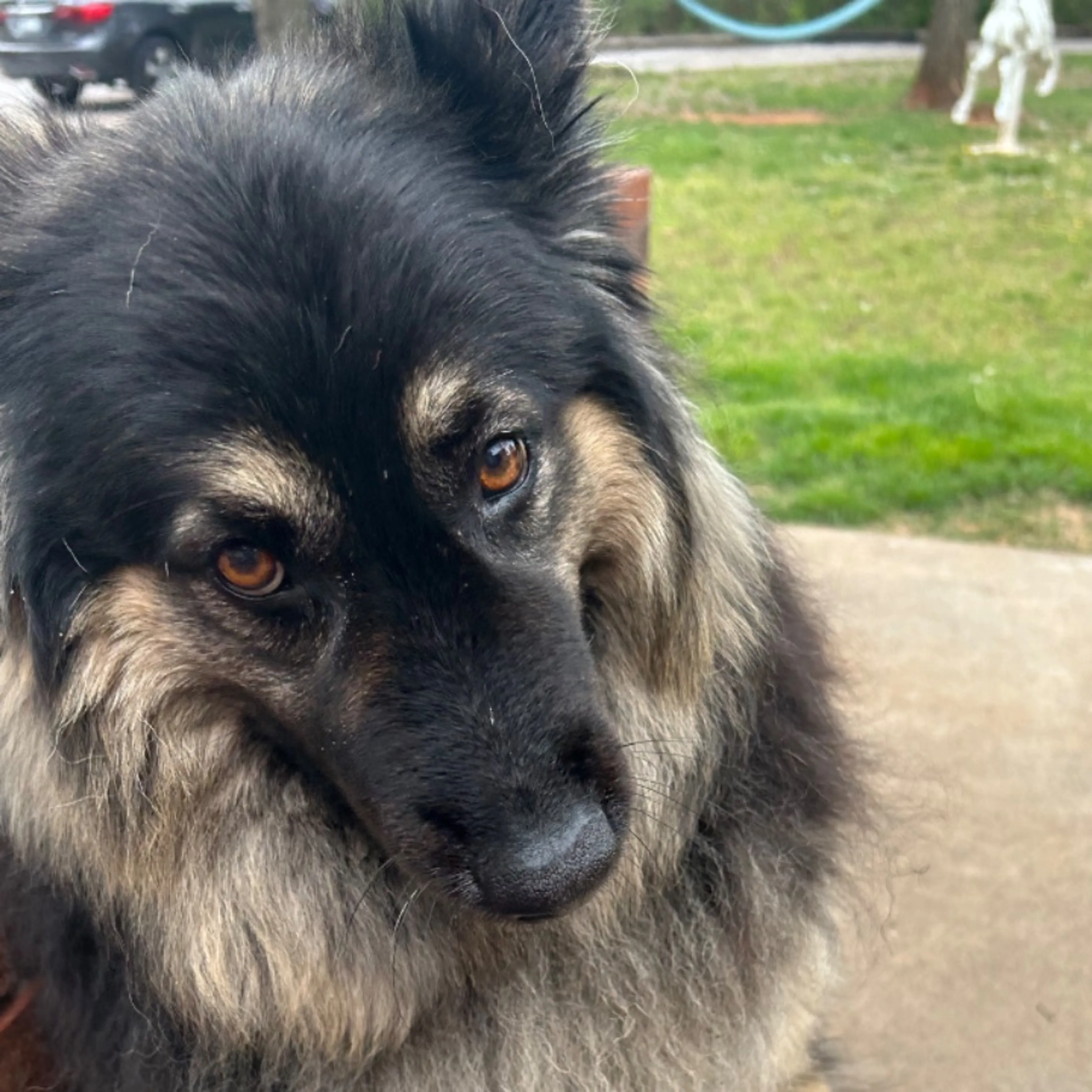 Lost pet