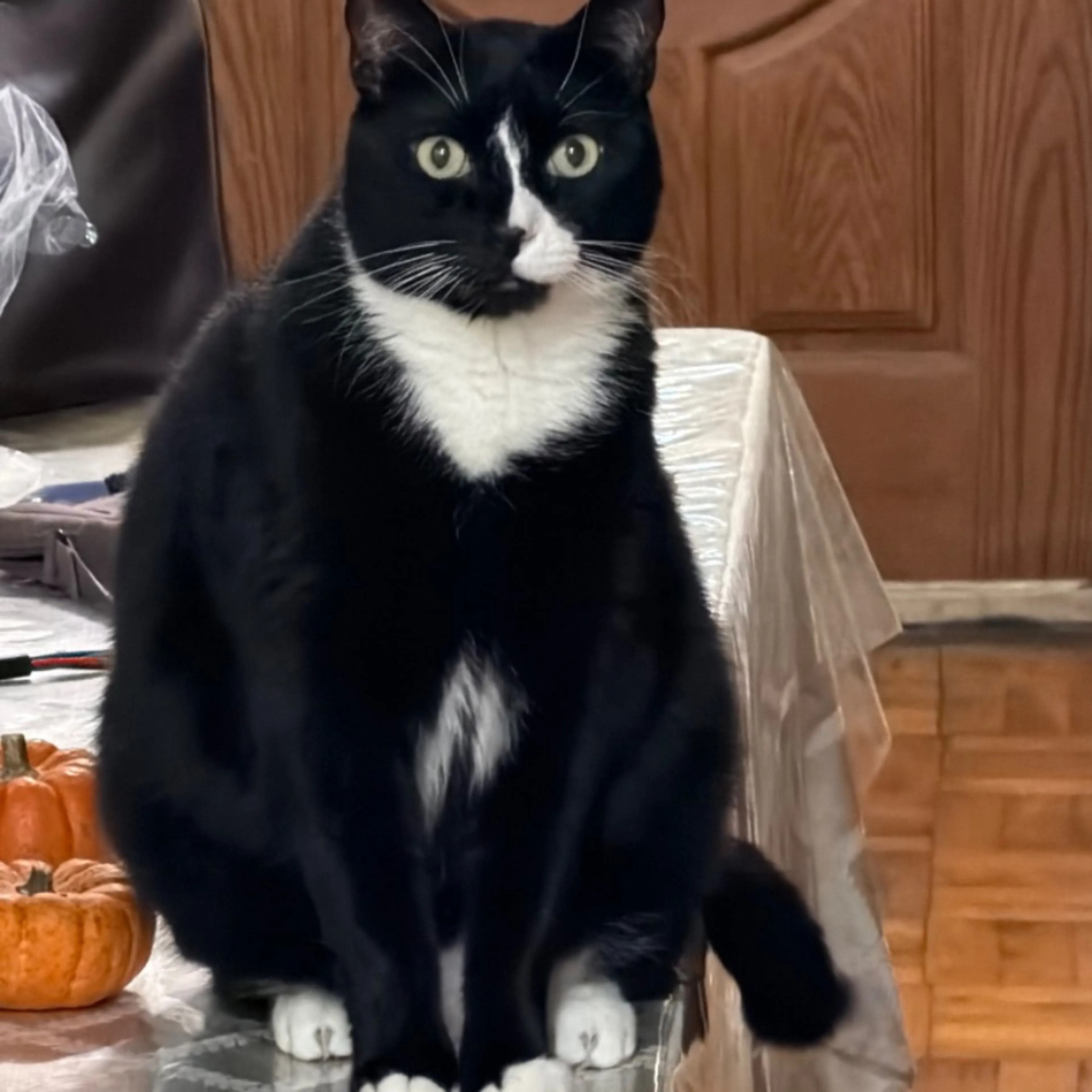 Lost pet