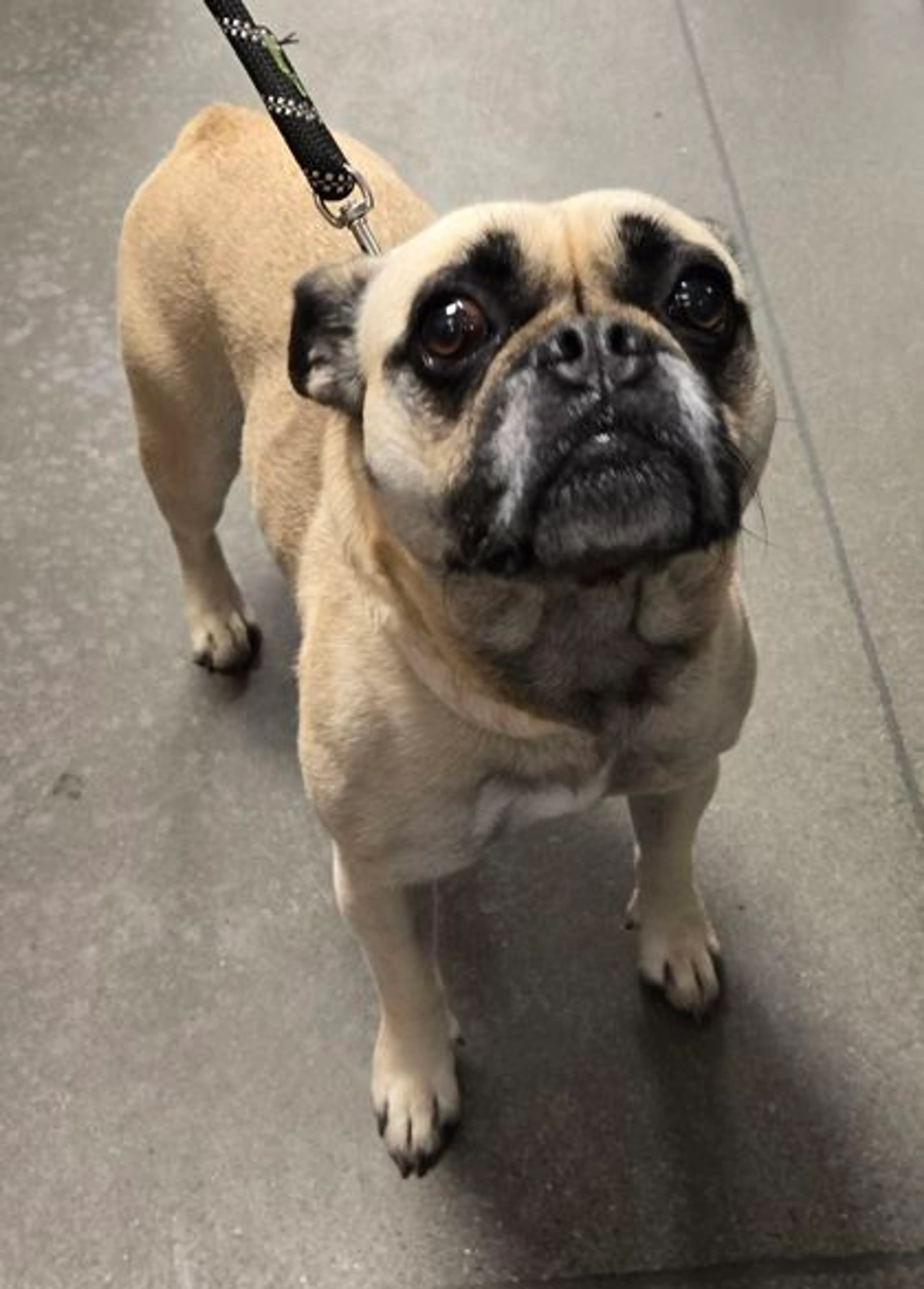 Found pet