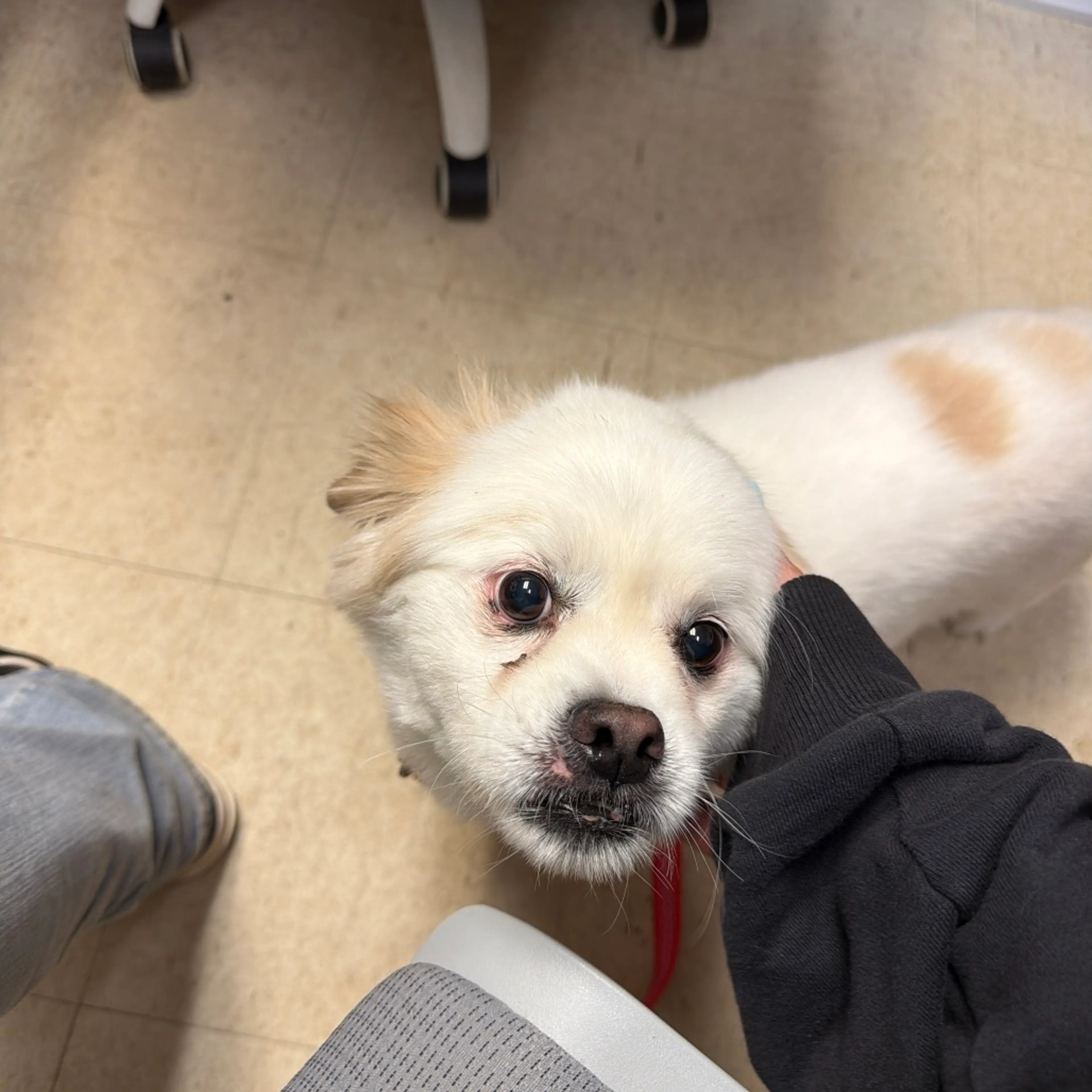 Found pet-4