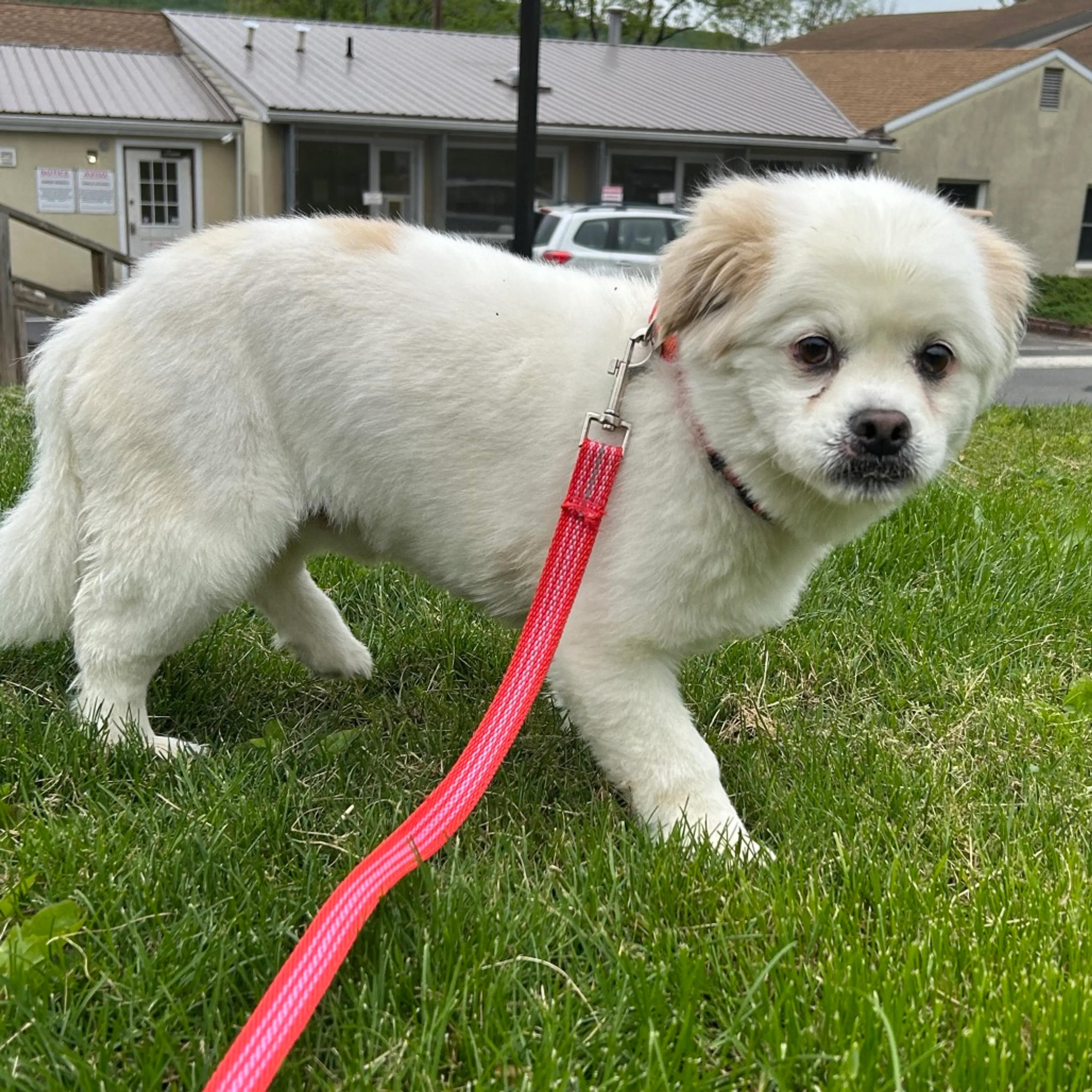 Found pet-3