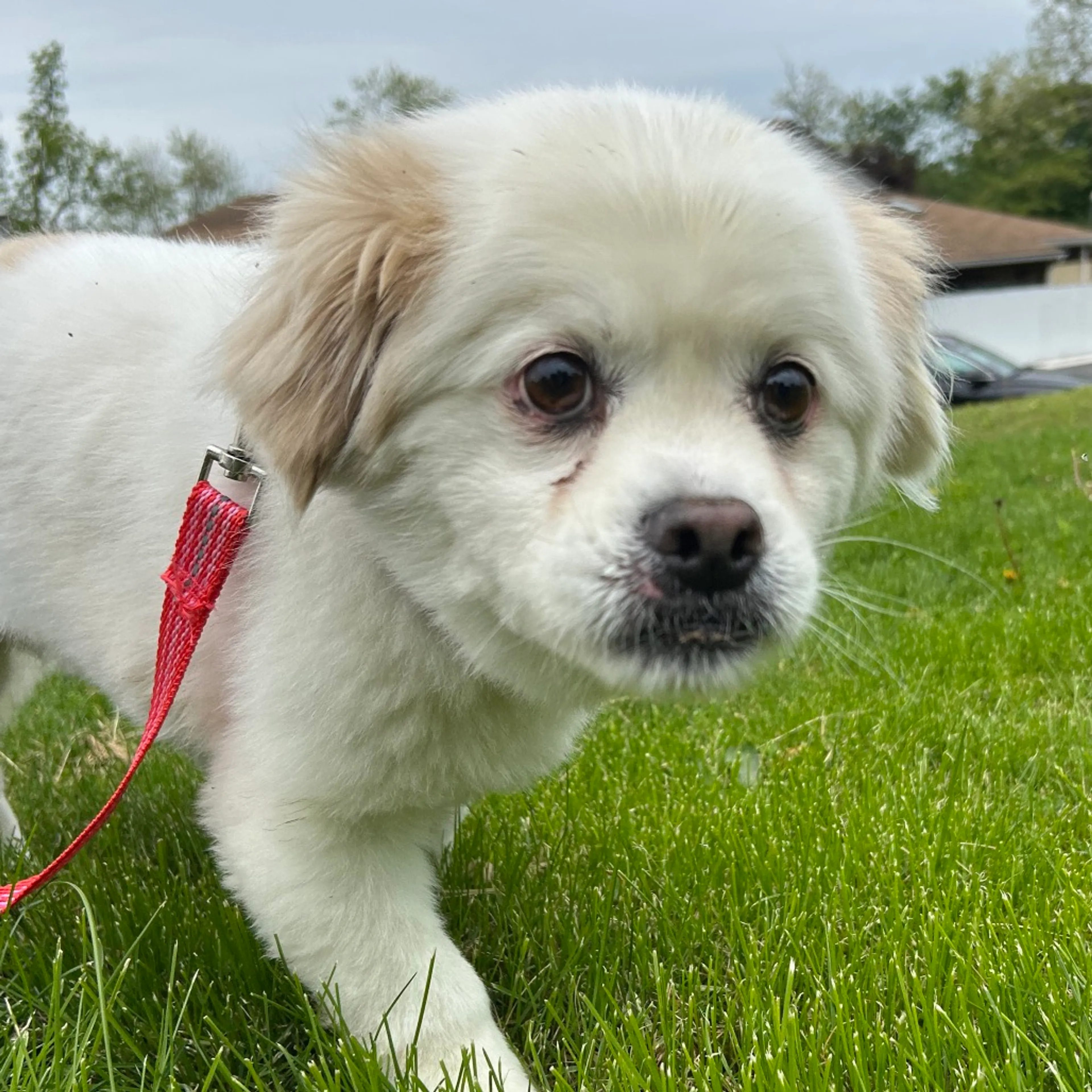 Found pet-2