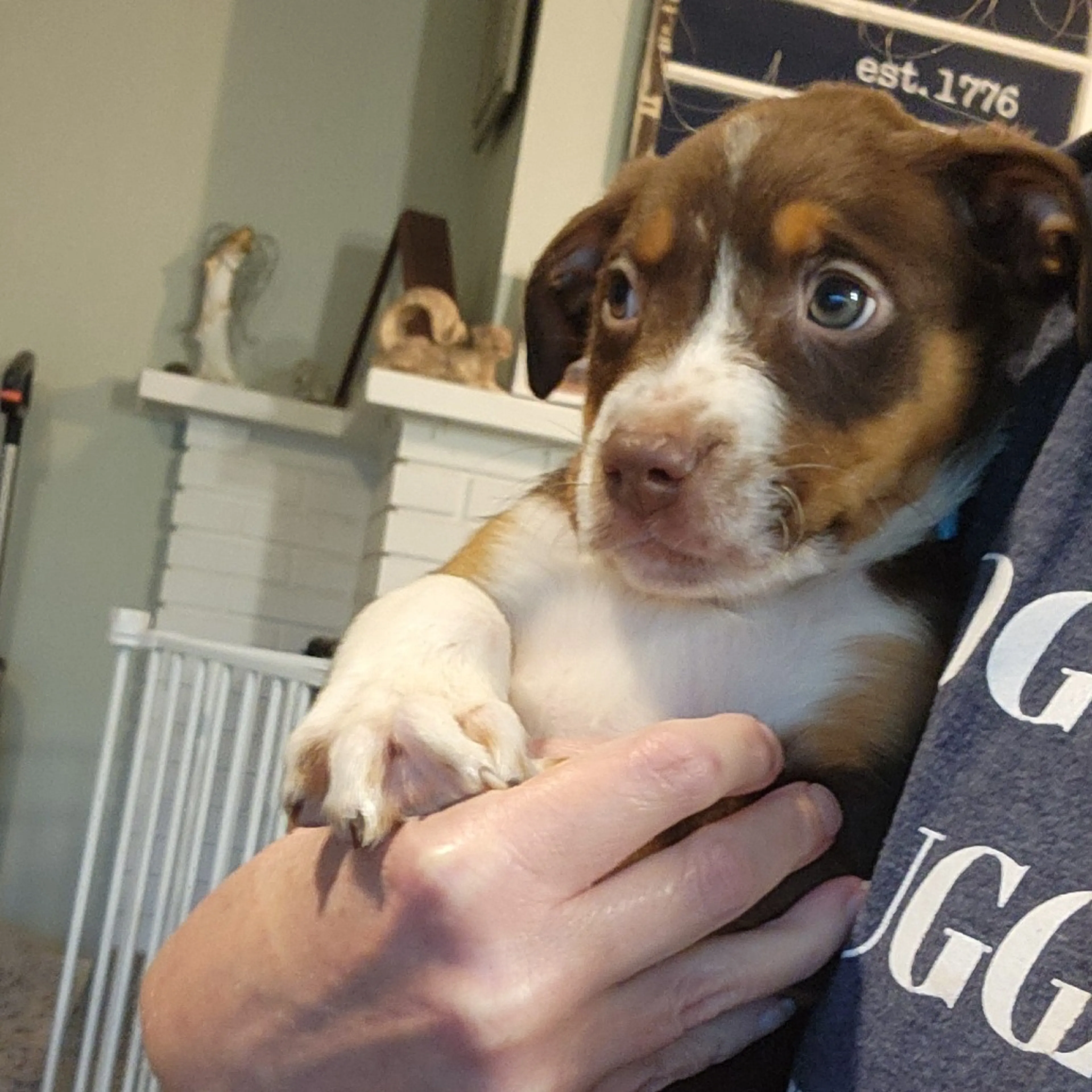 Found pet-5