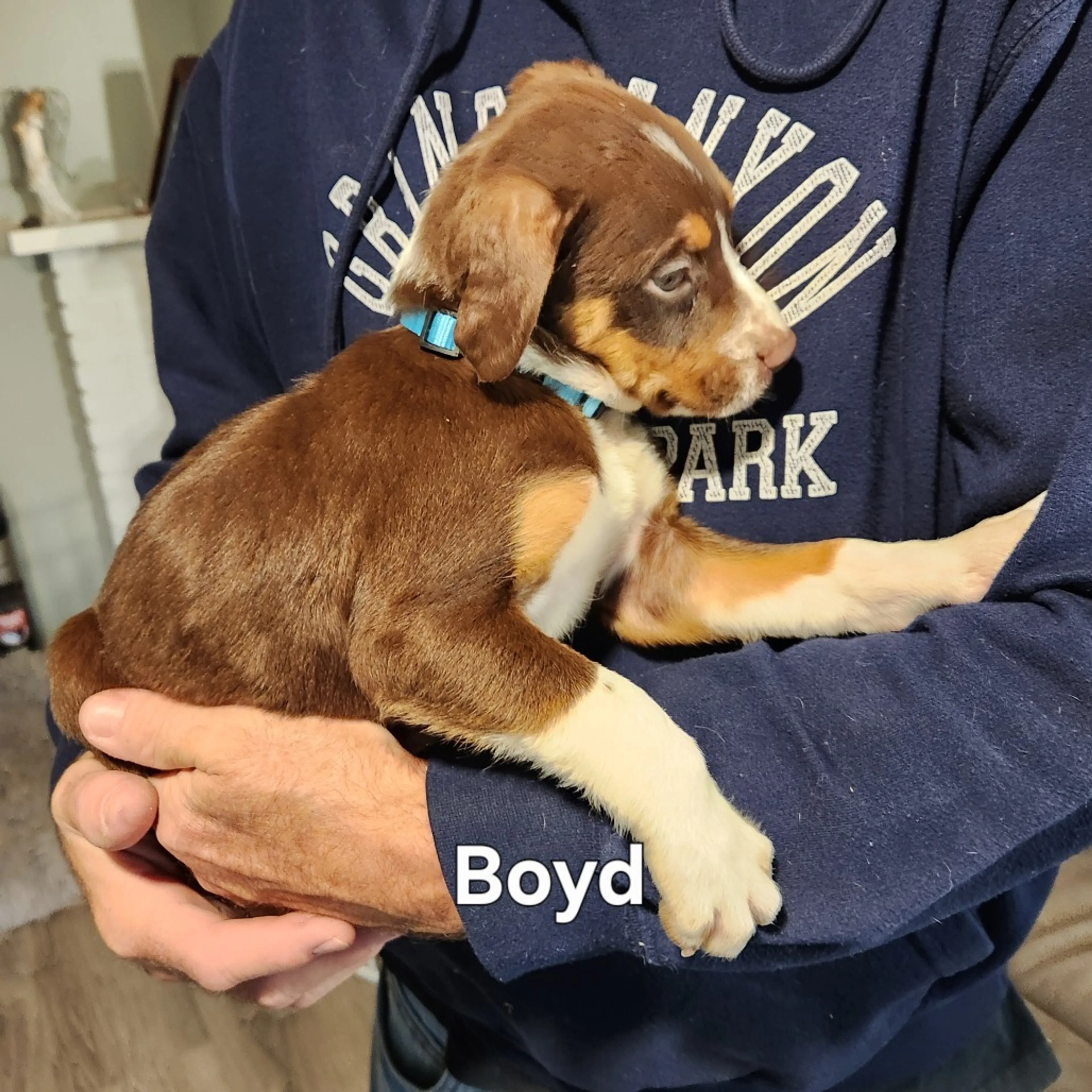 Found pet-4