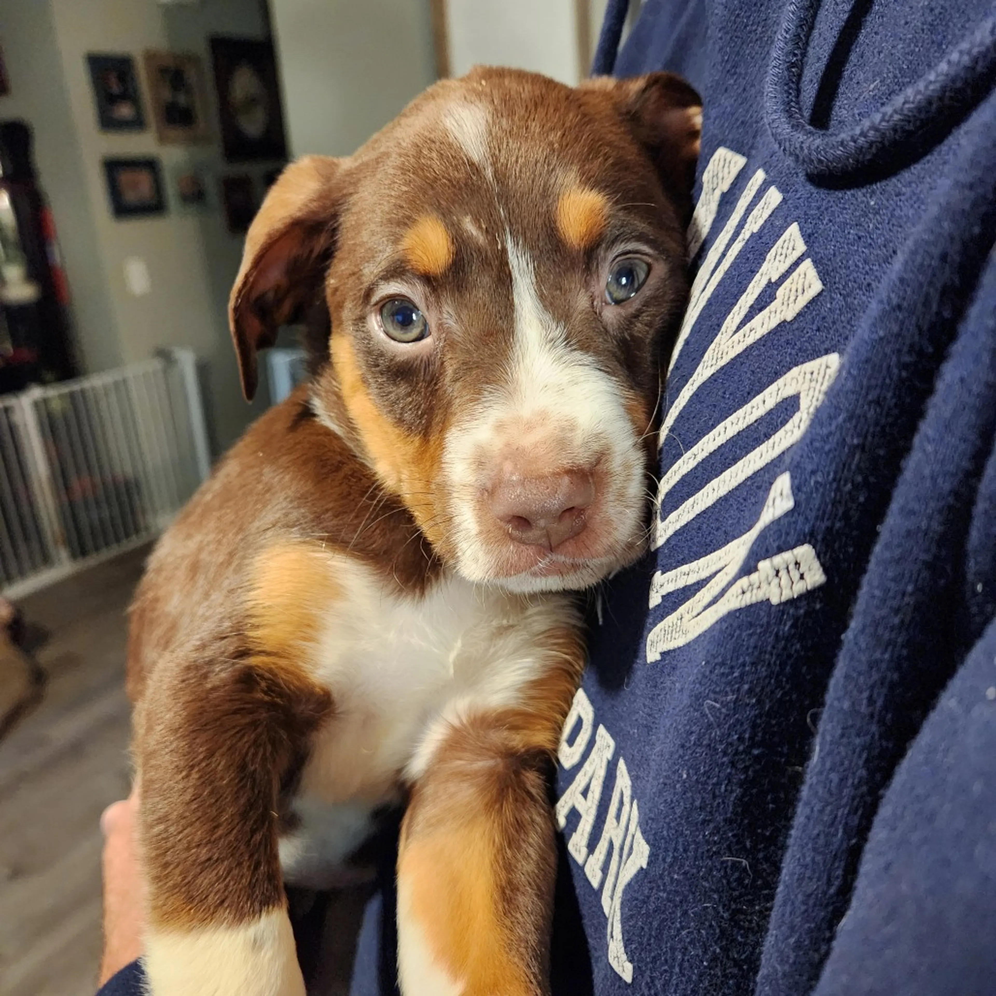 Found pet-6