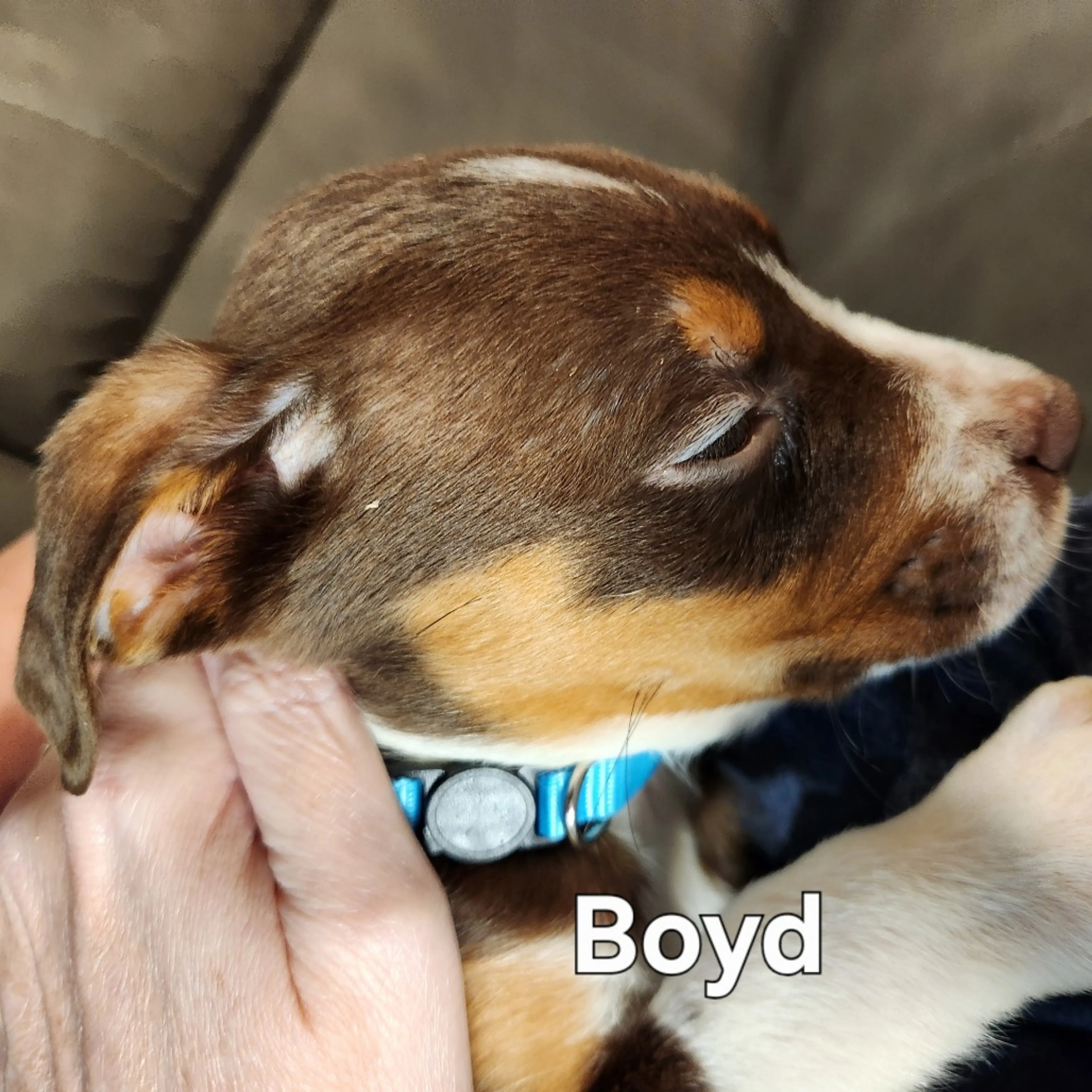 Found pet-8
