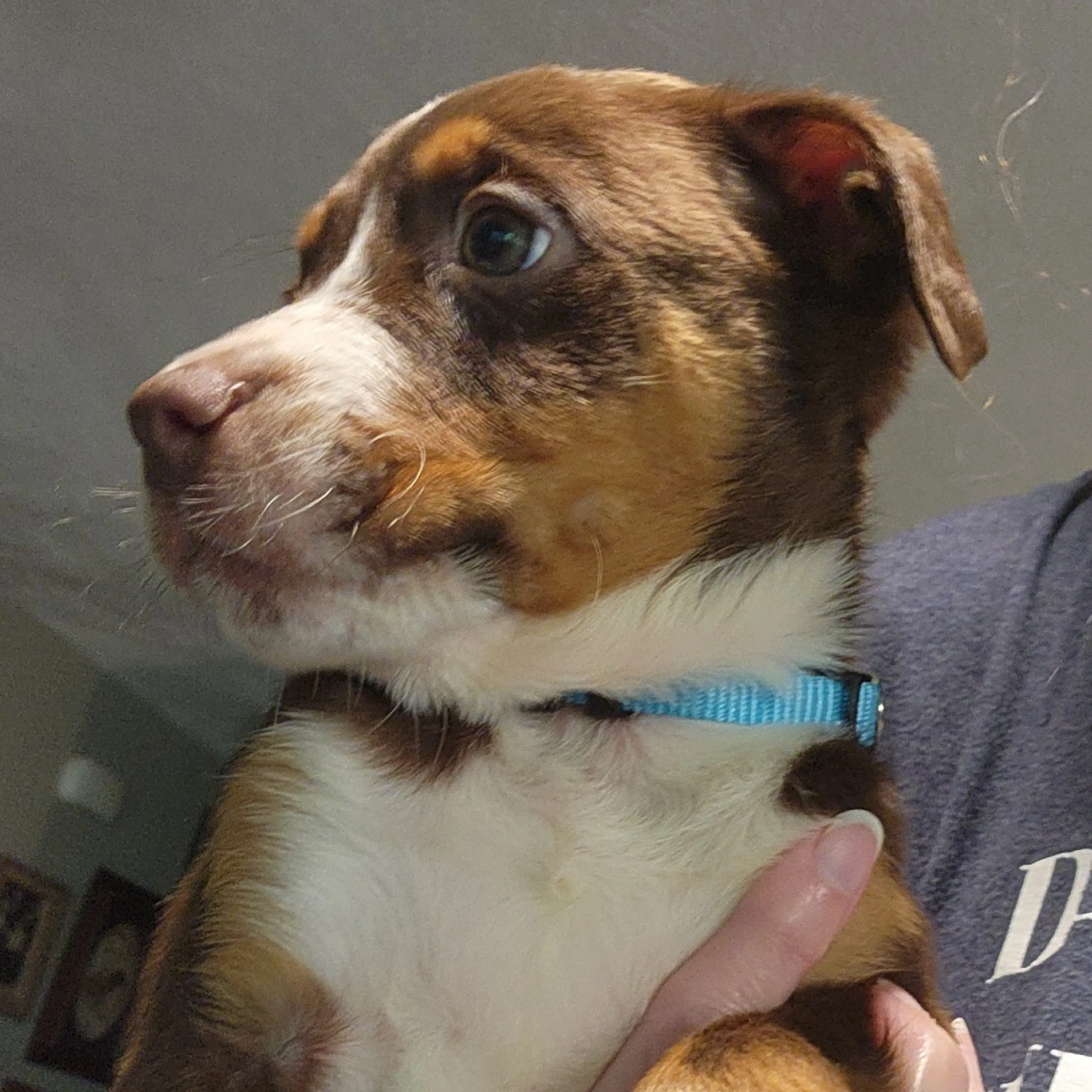 Found pet-1
